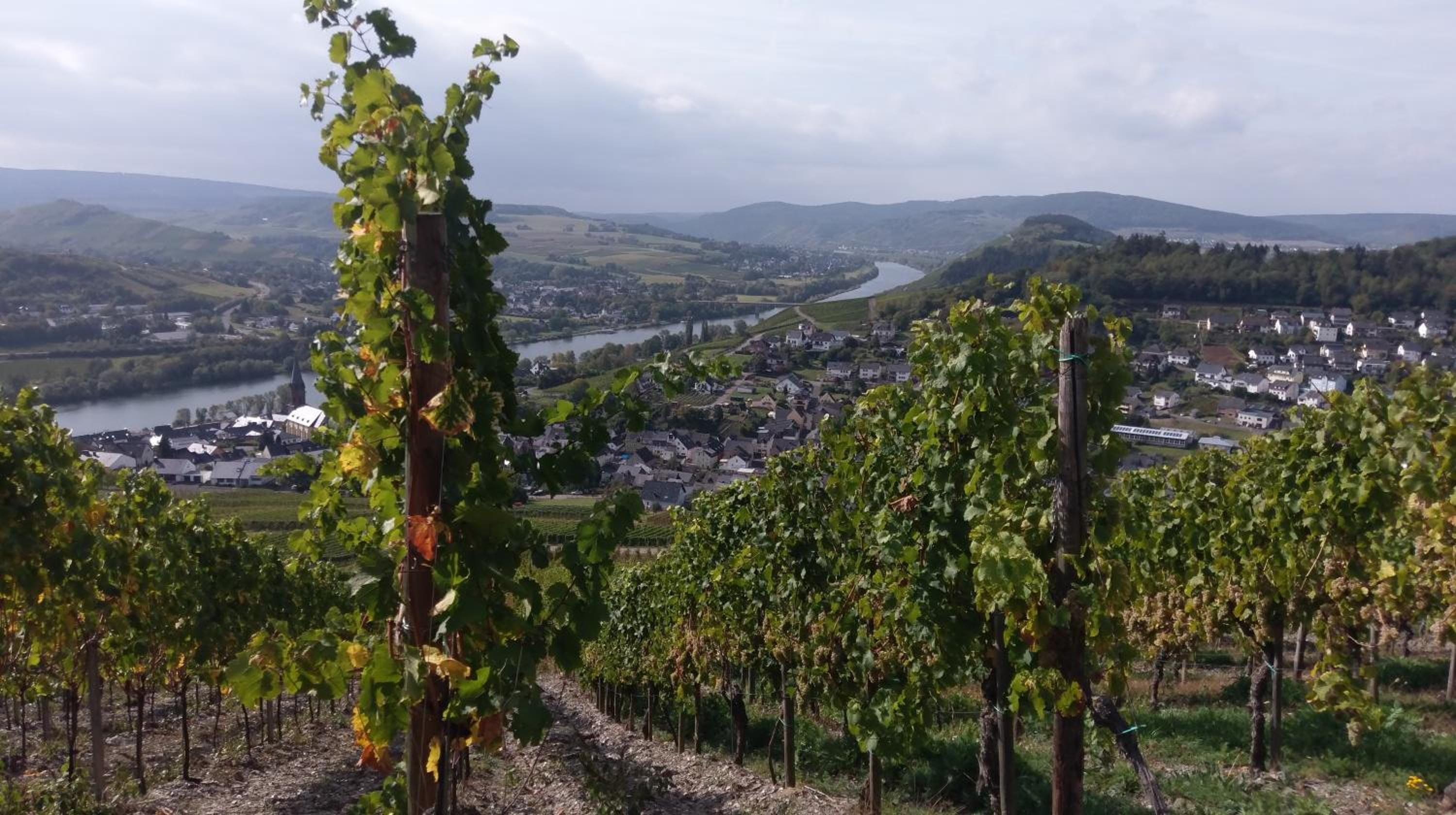 Weingut Schumann