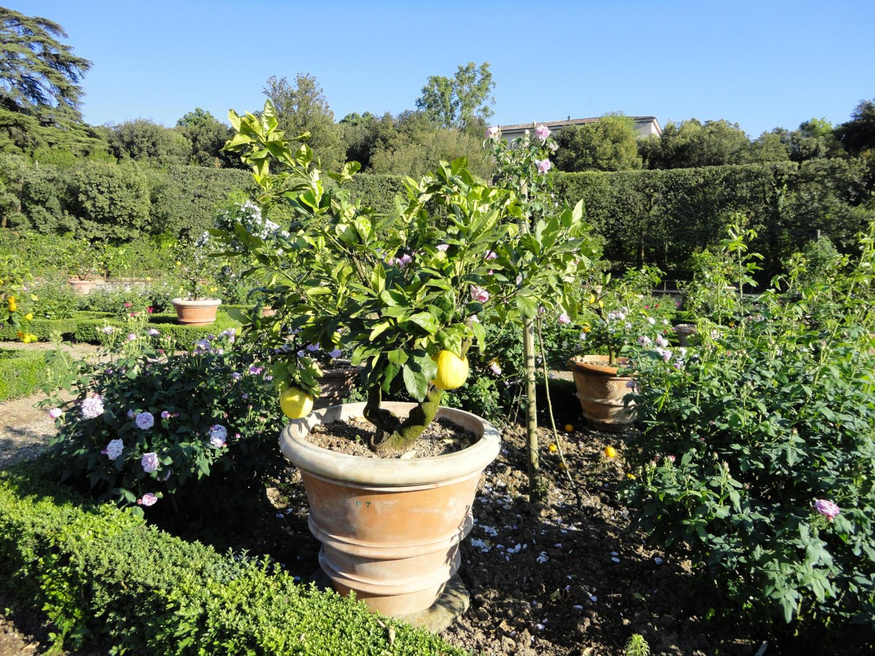 appartamento Firenze Careggi