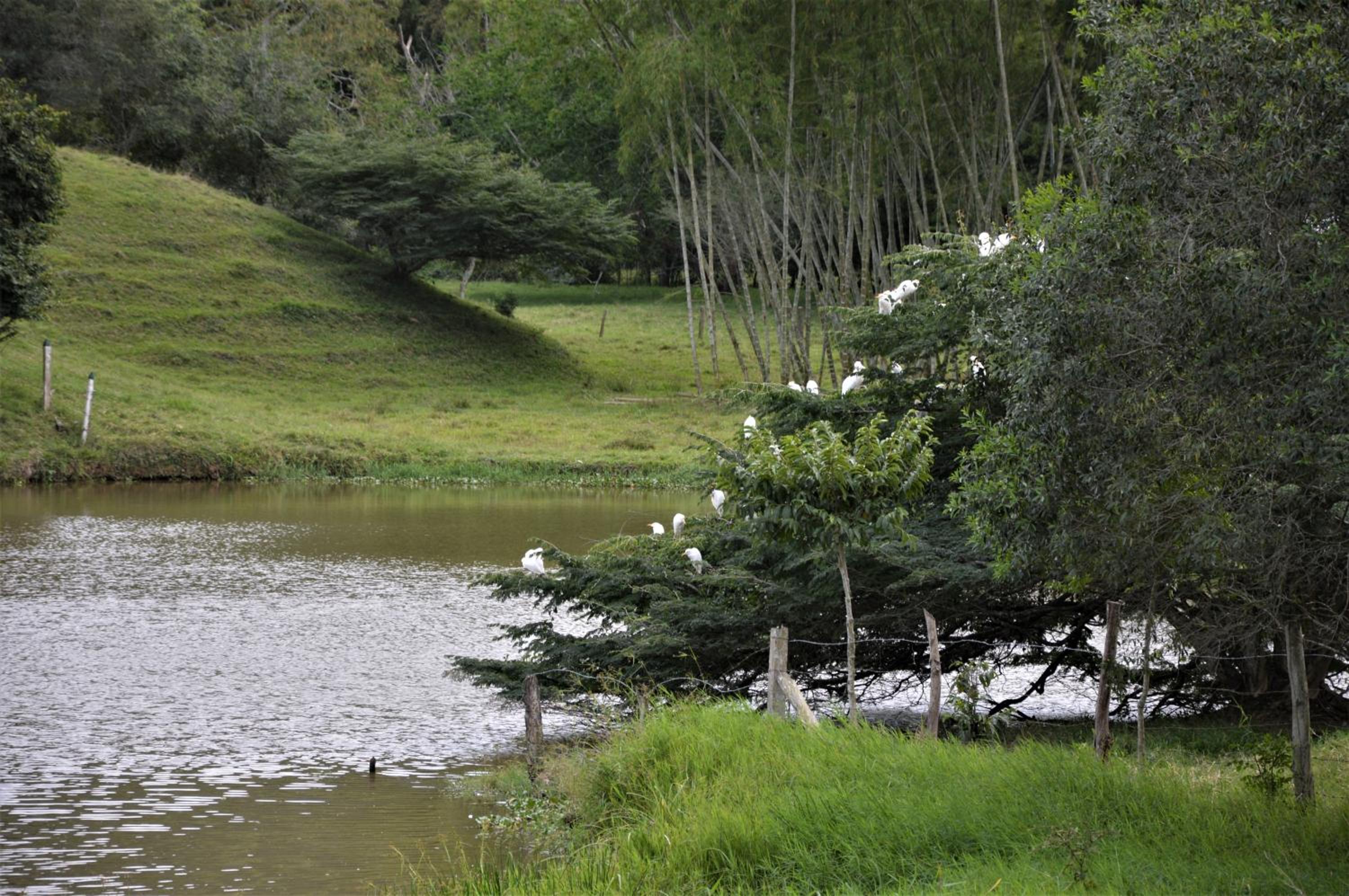 San Juan de los Guayabos