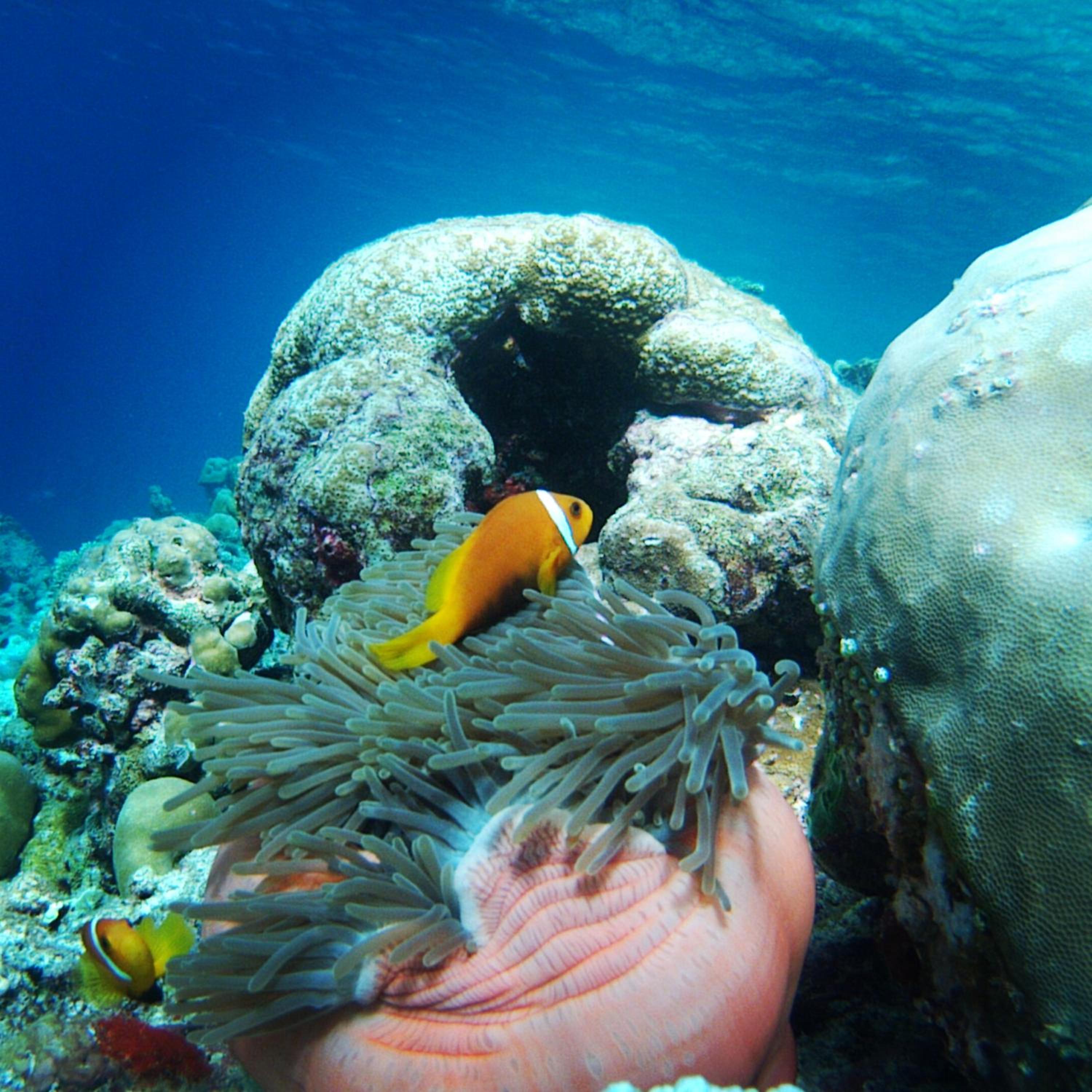 Shifa Lodge Maldives photo 3