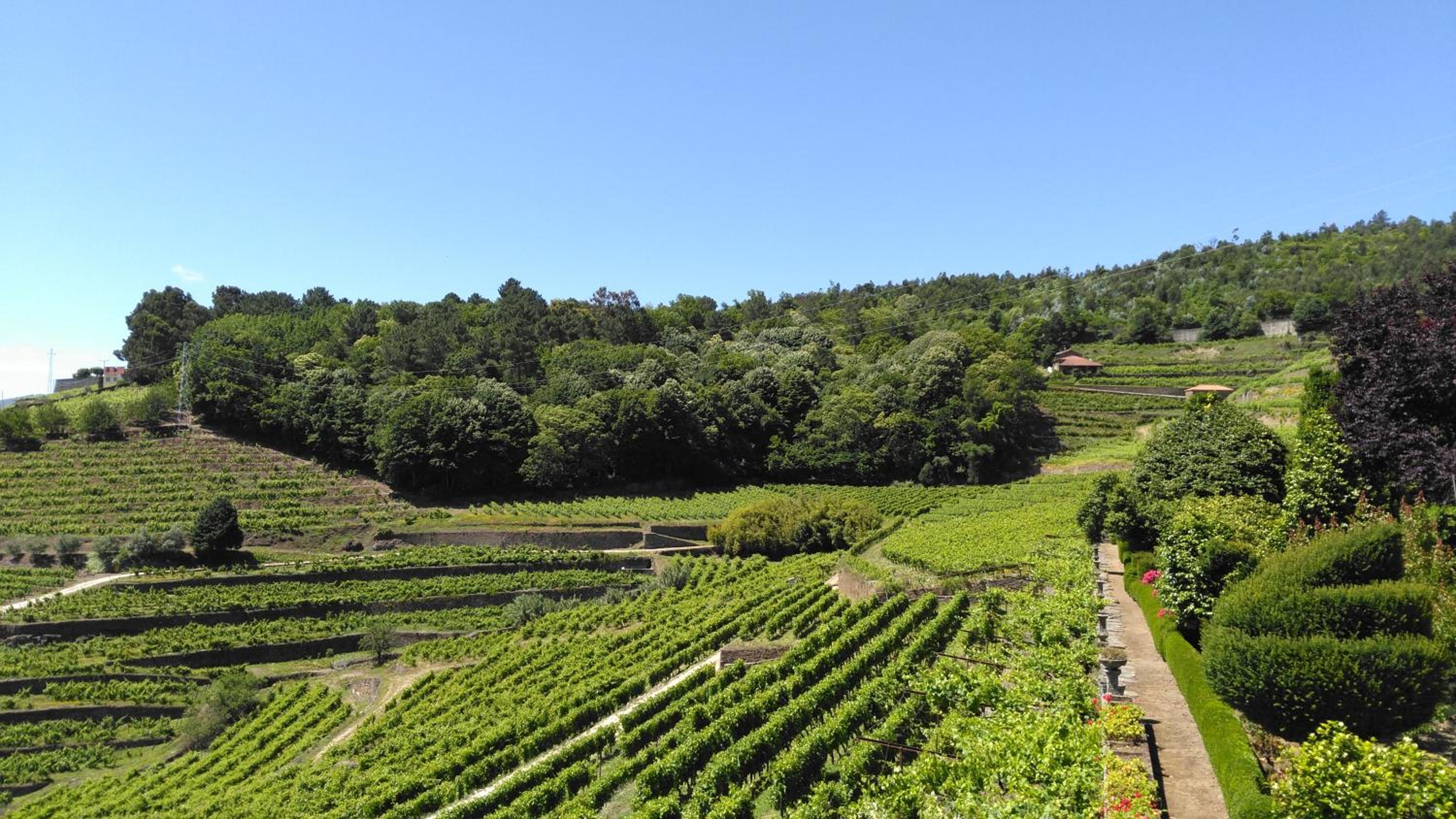 Quinta de Santa Júlia view 5