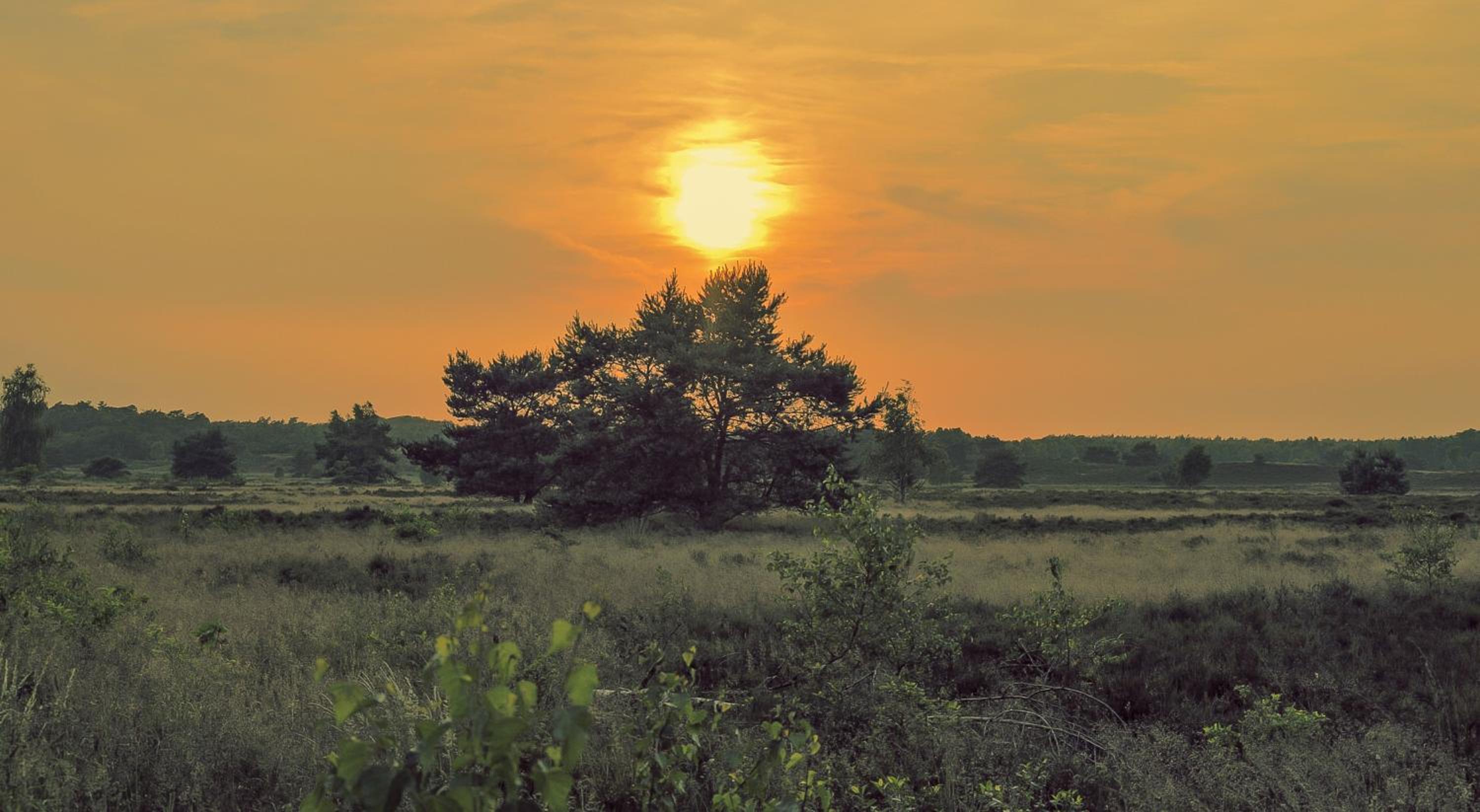 Lodge IJsvogel Nunspeet Veluwe