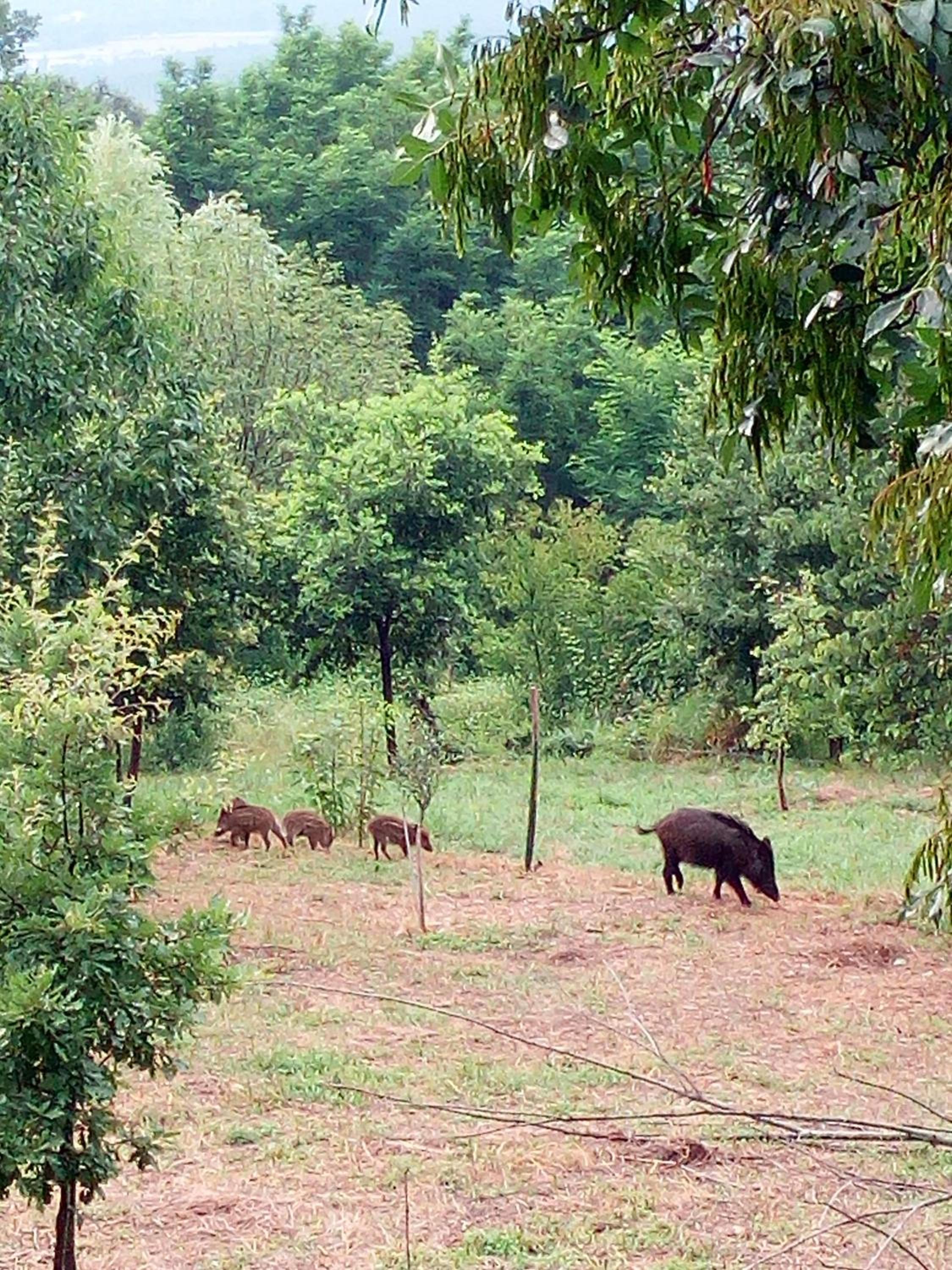 Photo 11