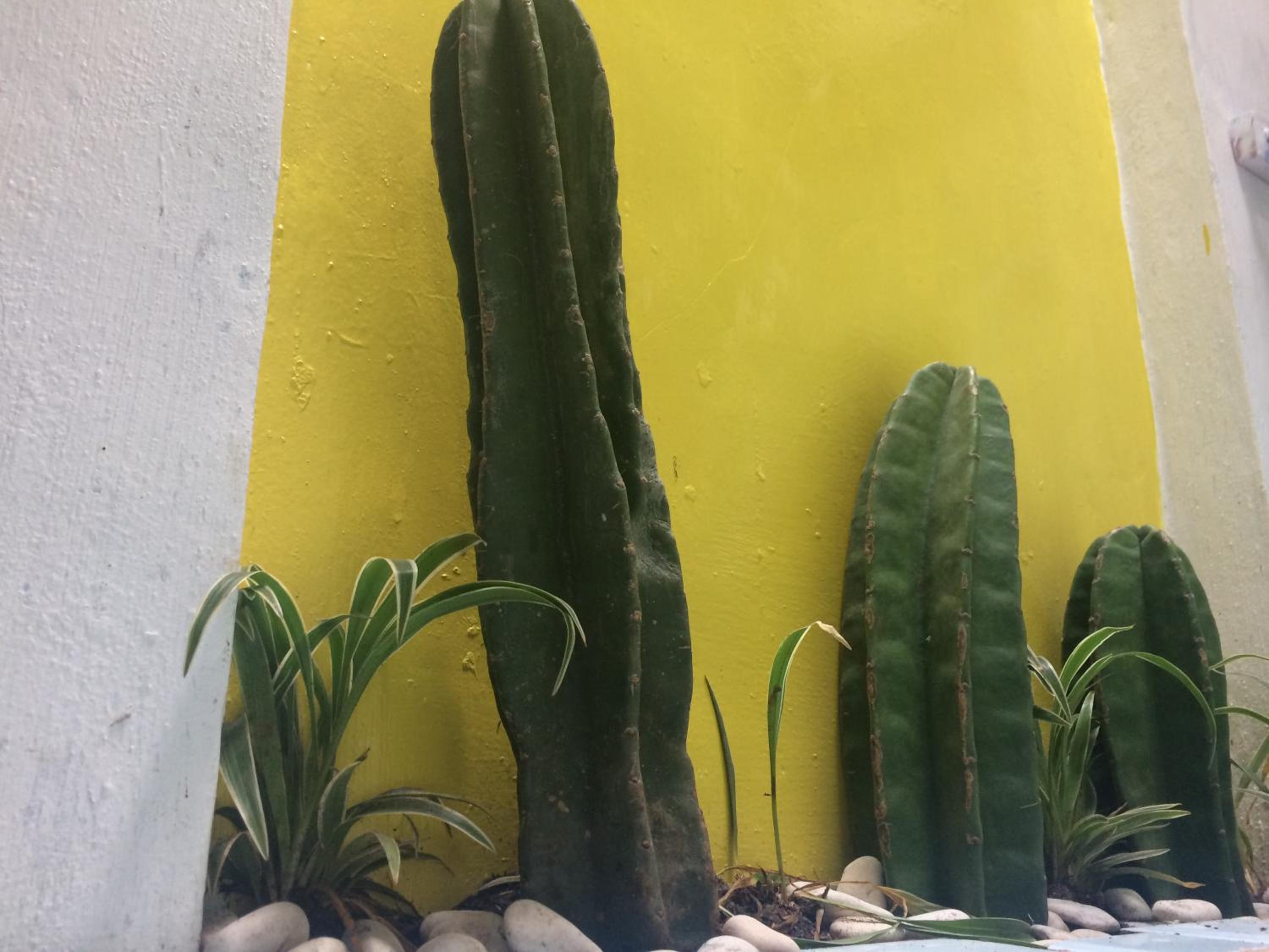 "NOMORE" Gallery and Guesthouse - Image 3