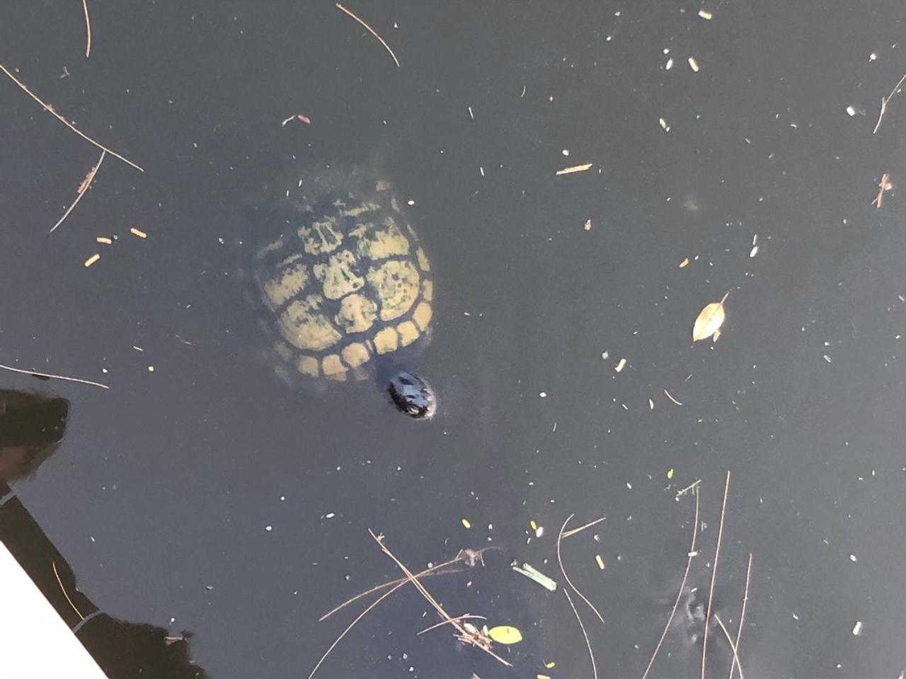 other