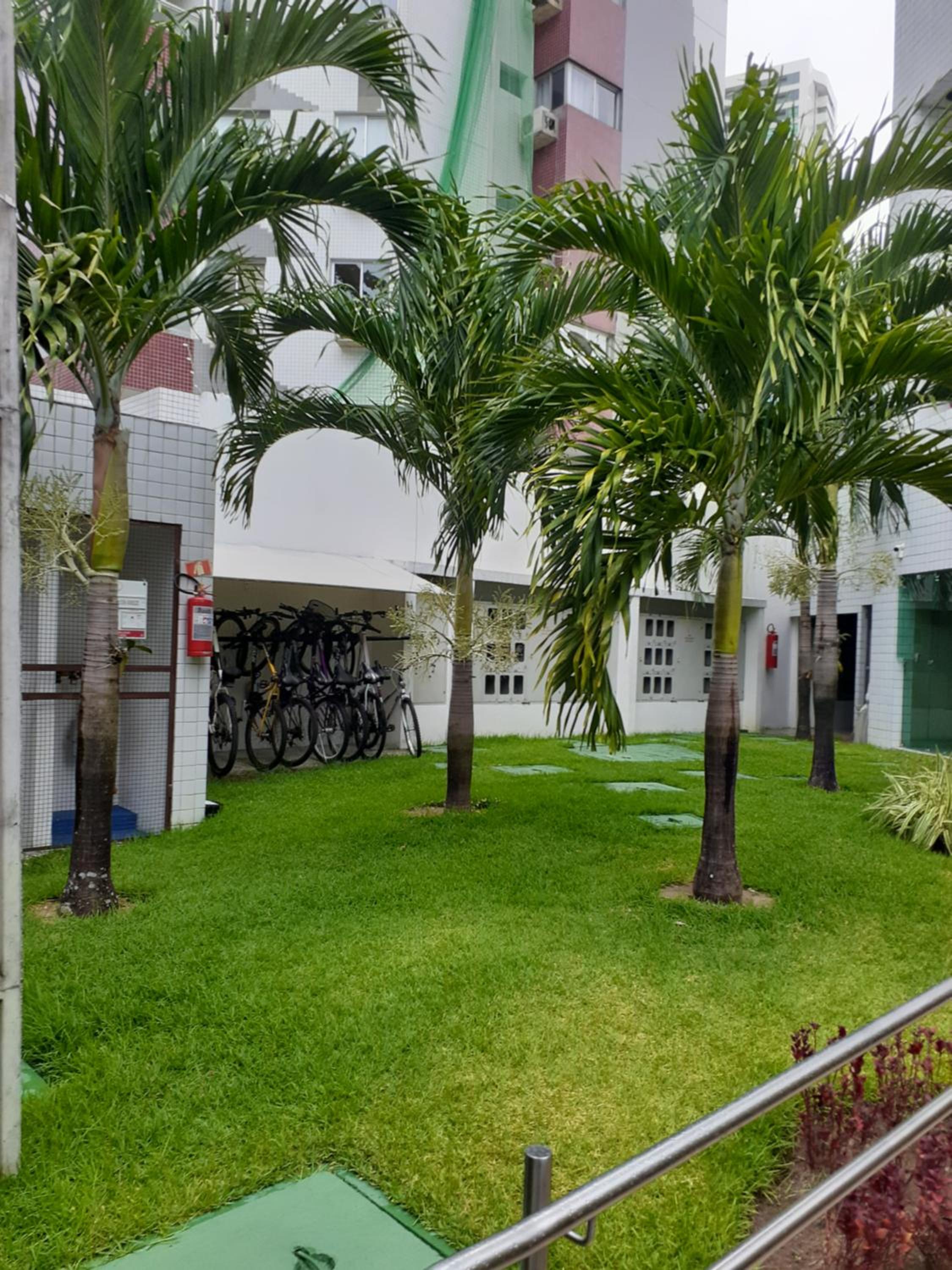 Paraíso das oliveiras