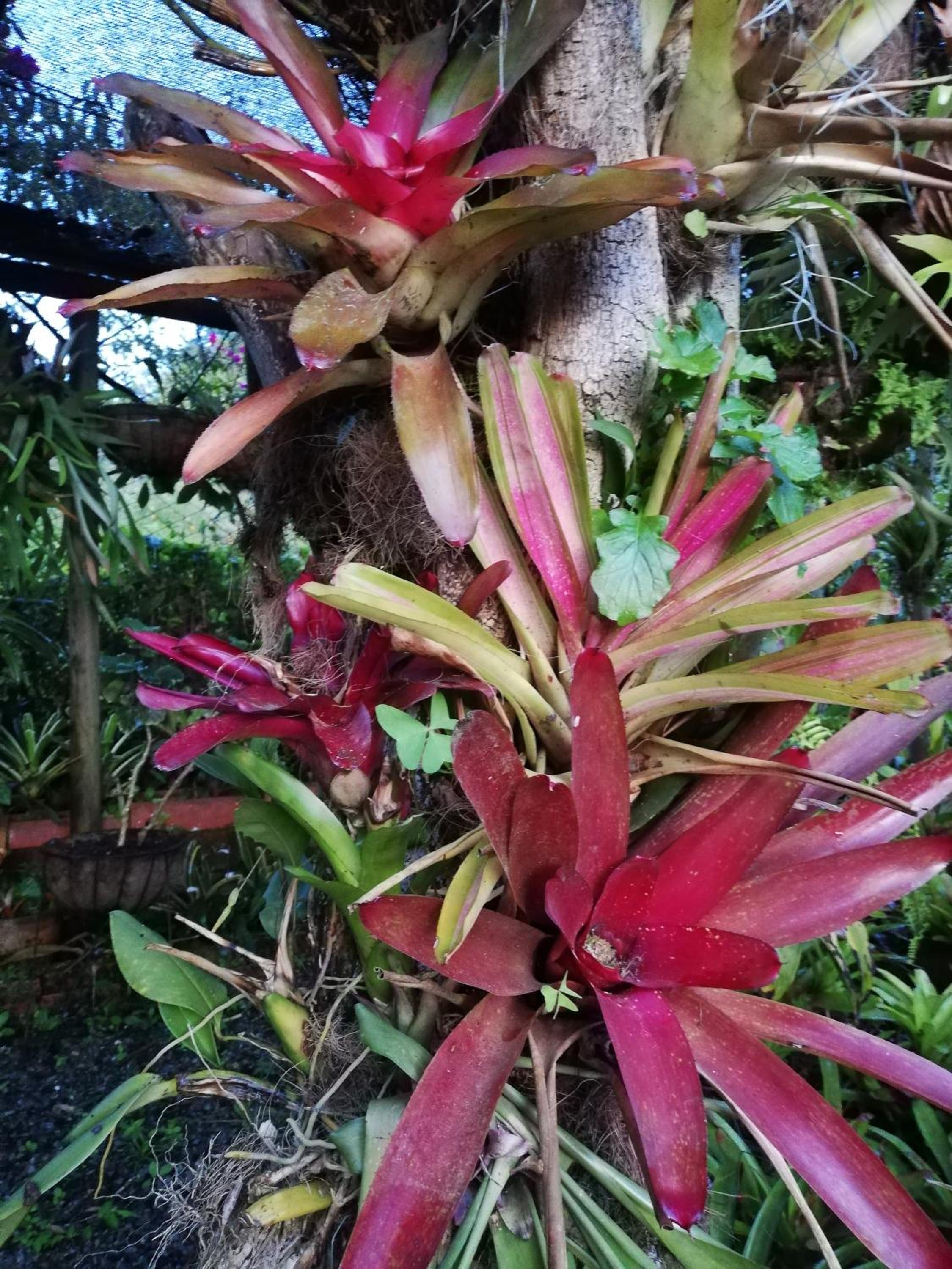 Mi Jardin Encantado