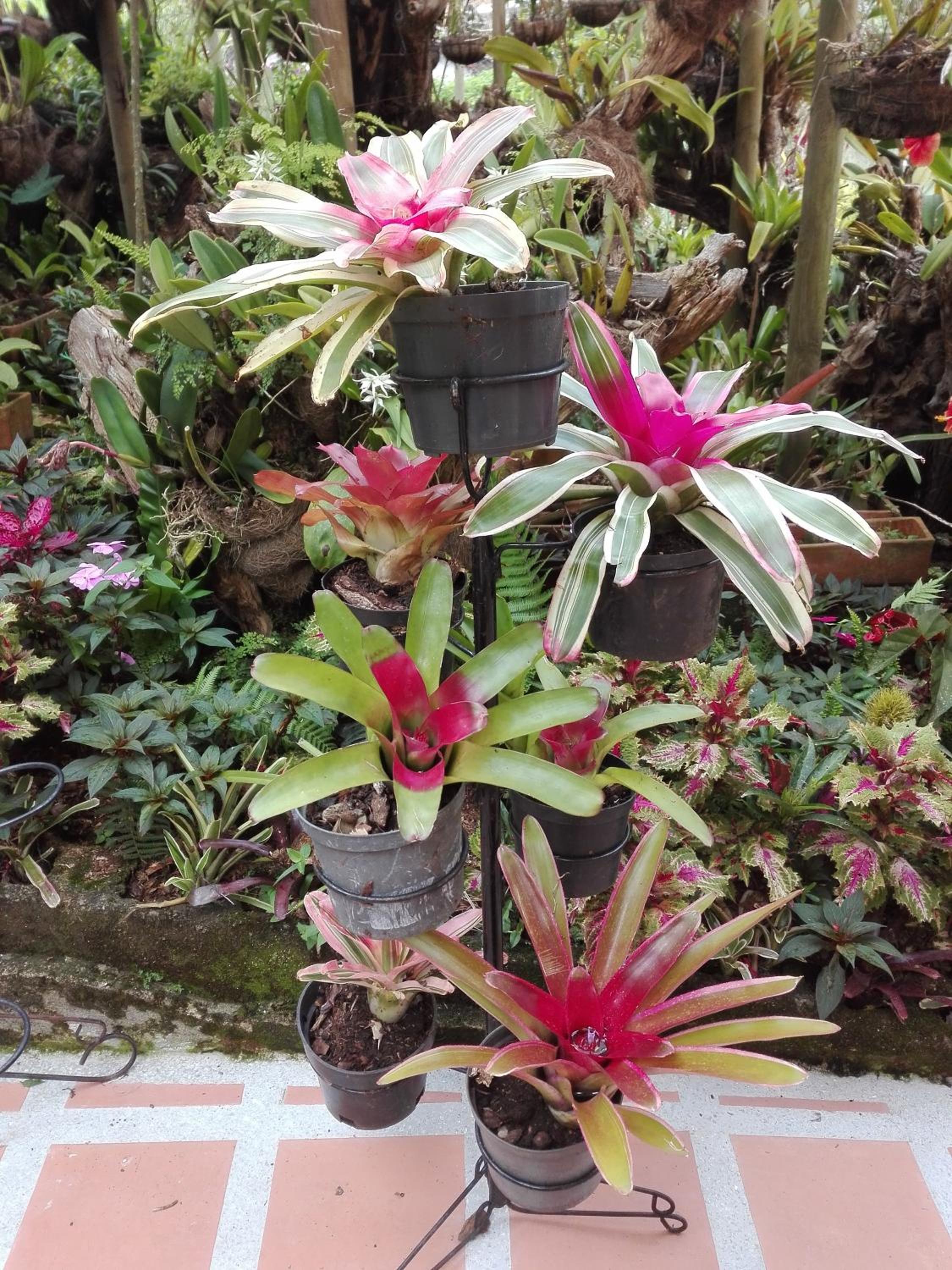 Mi Jardin Encantado