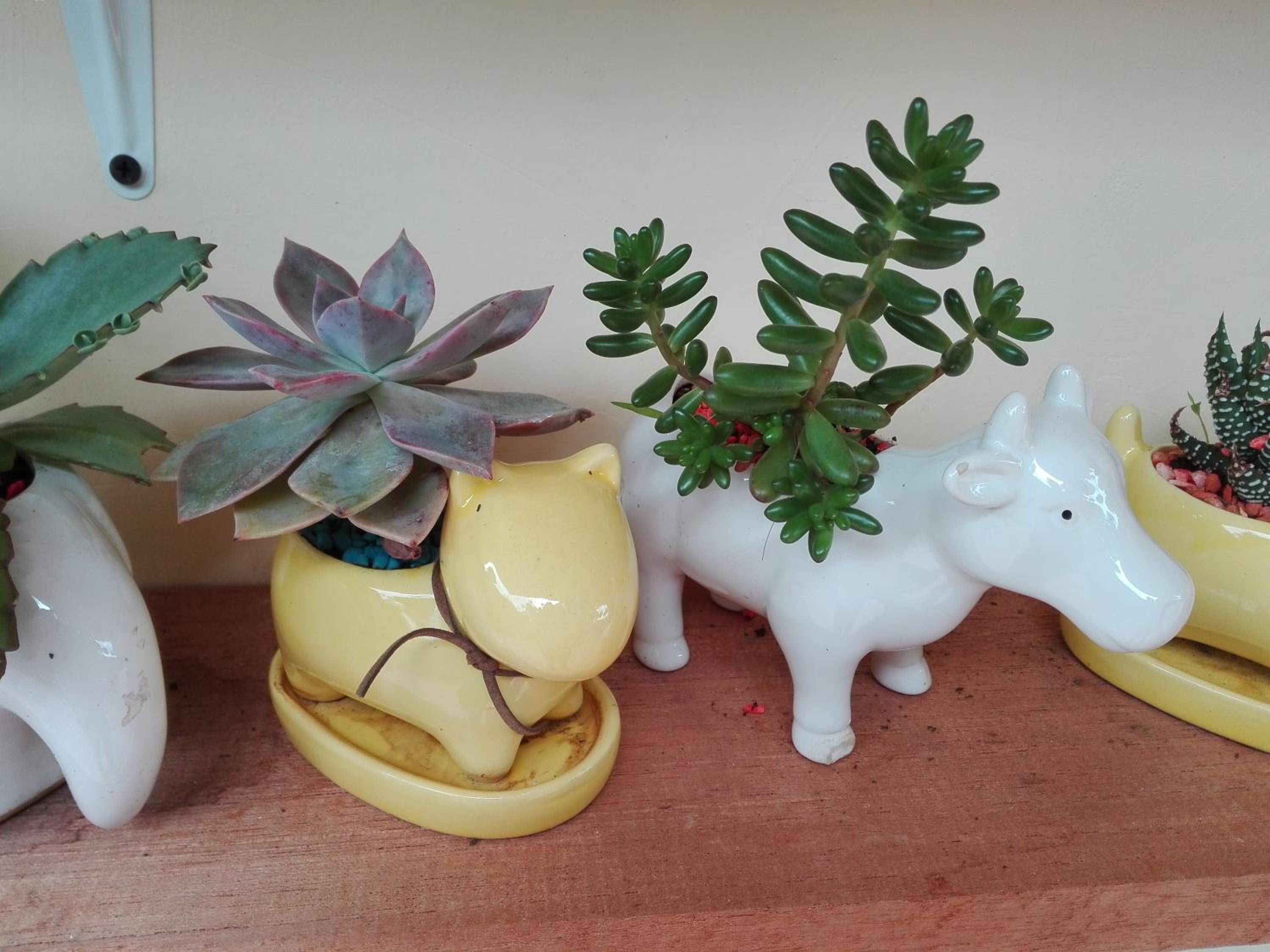 Mi Jardin Encantado