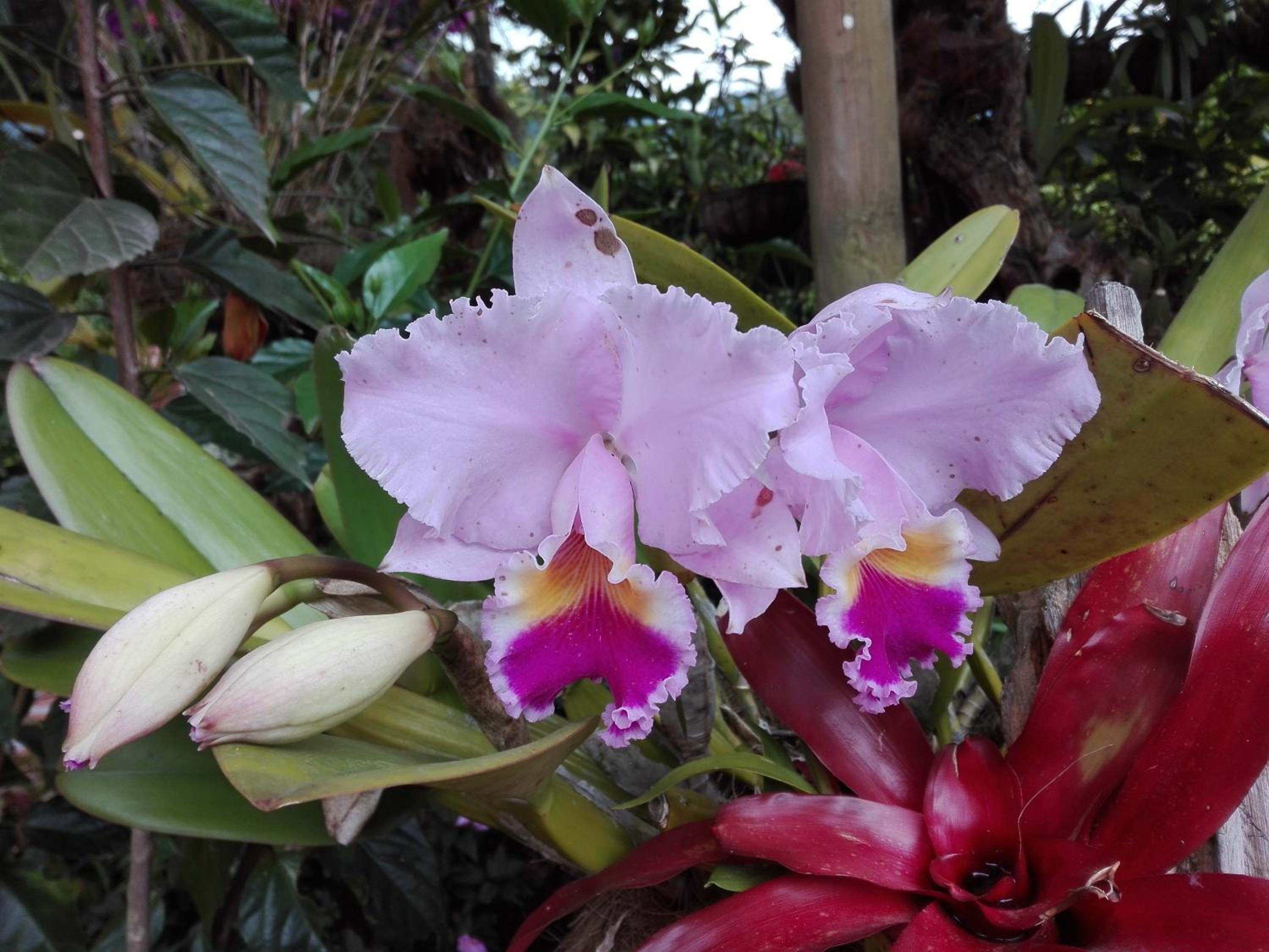 Mi Jardin Encantado