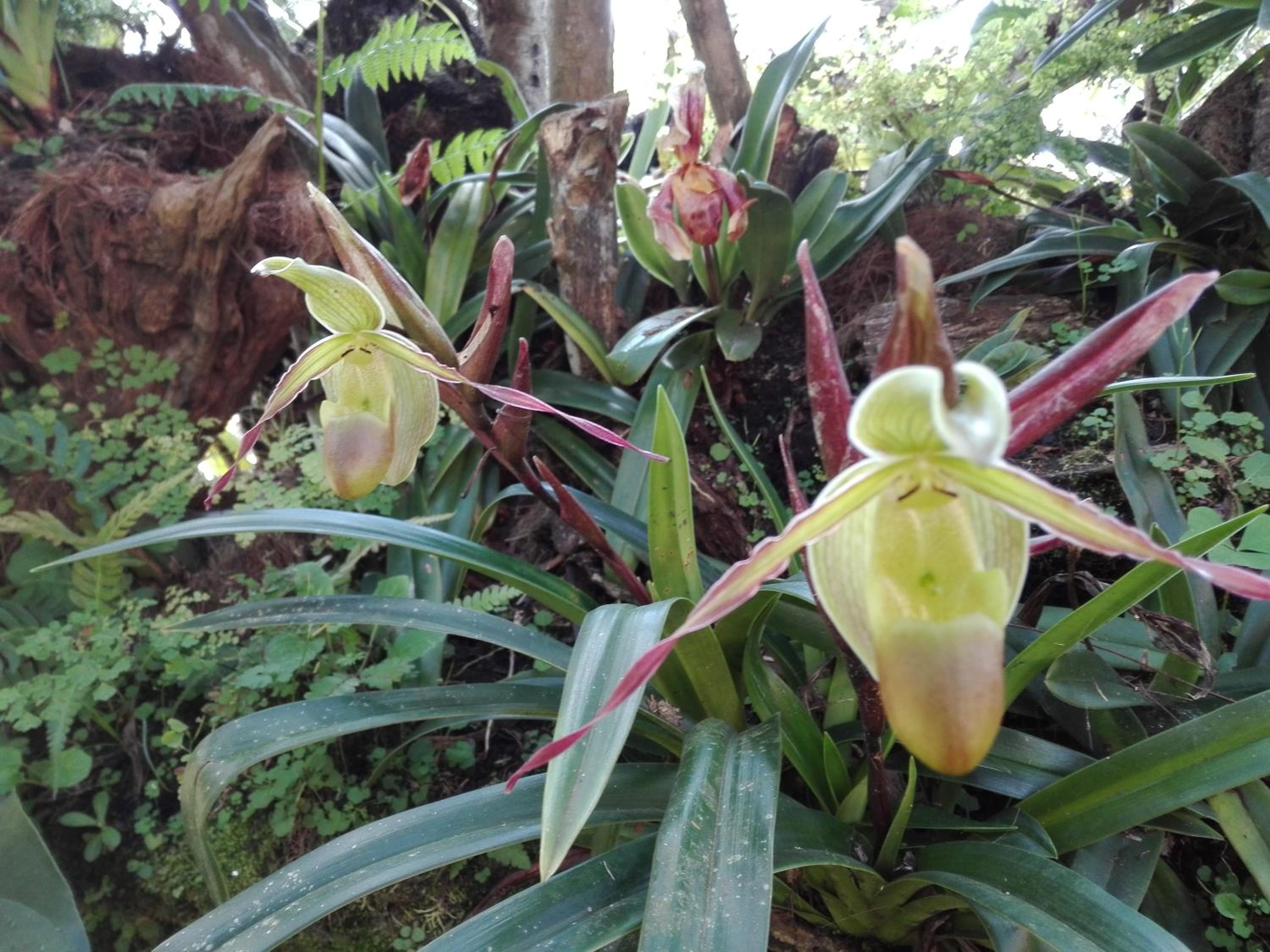 Mi Jardin Encantado