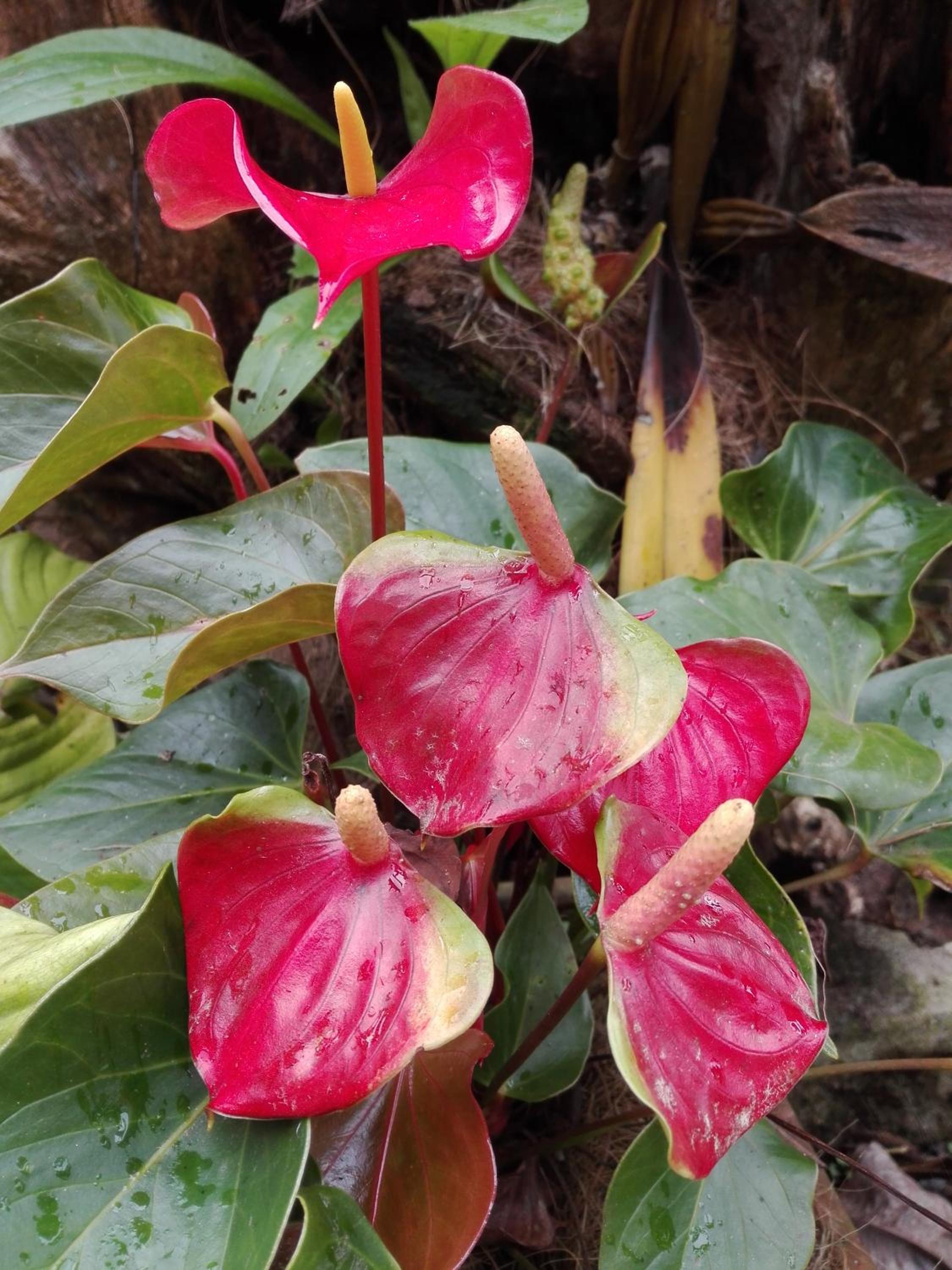 Mi Jardin Encantado