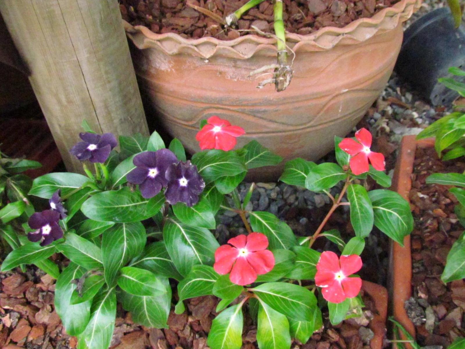 Mi Jardin Encantado