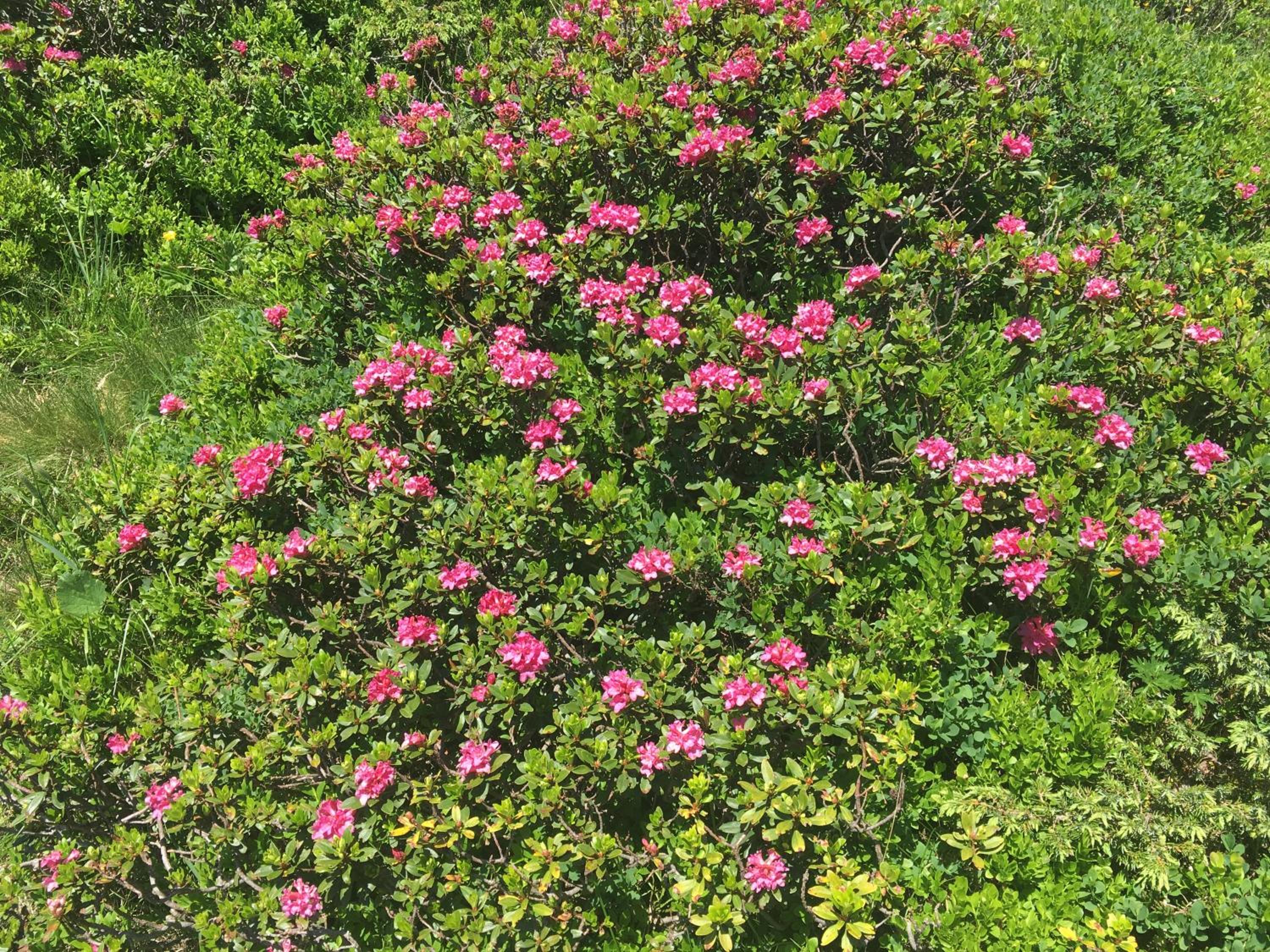 Photo 41