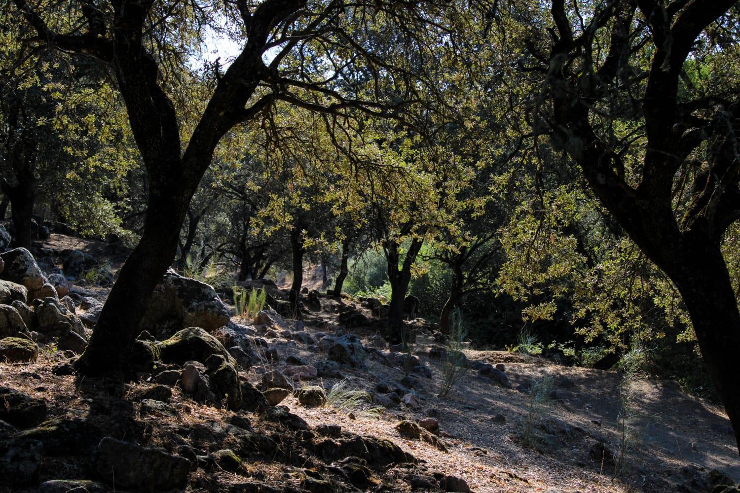 Photo 43