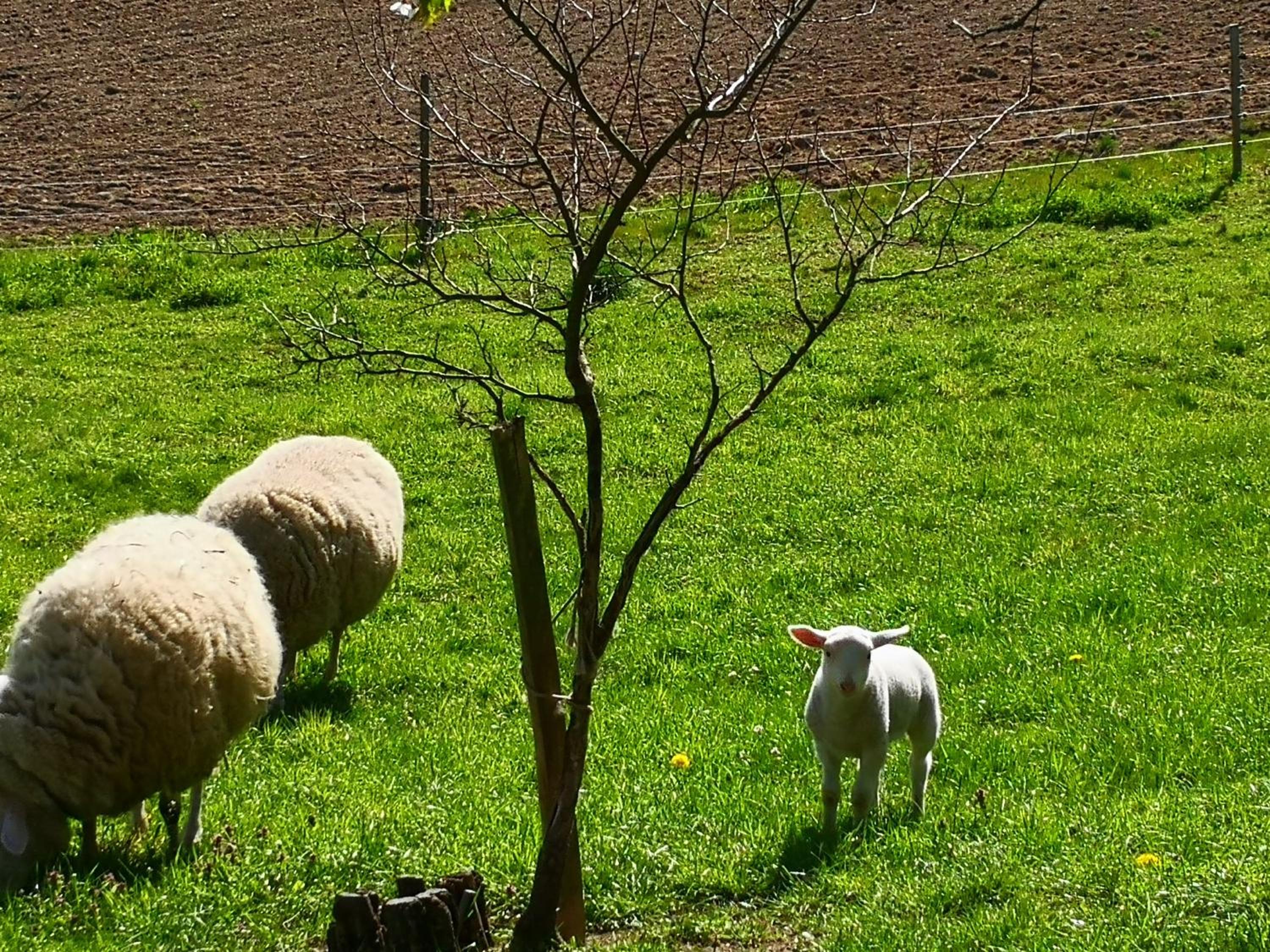 Pumphuts Scheune Ferienwohnungen Nr 1 - 4 beim Freizeitpark Plohn view 3
