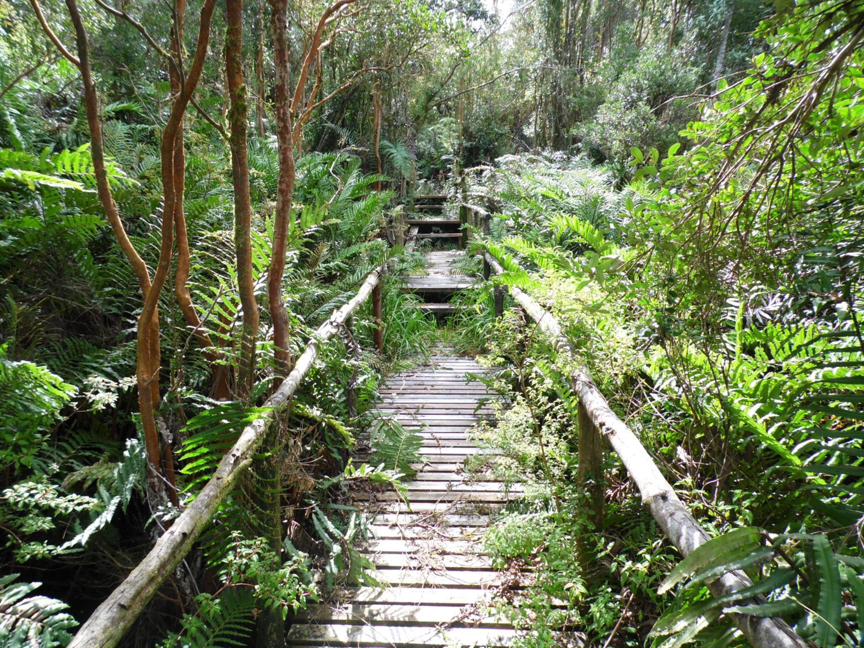 Turismo del Bosque view 3