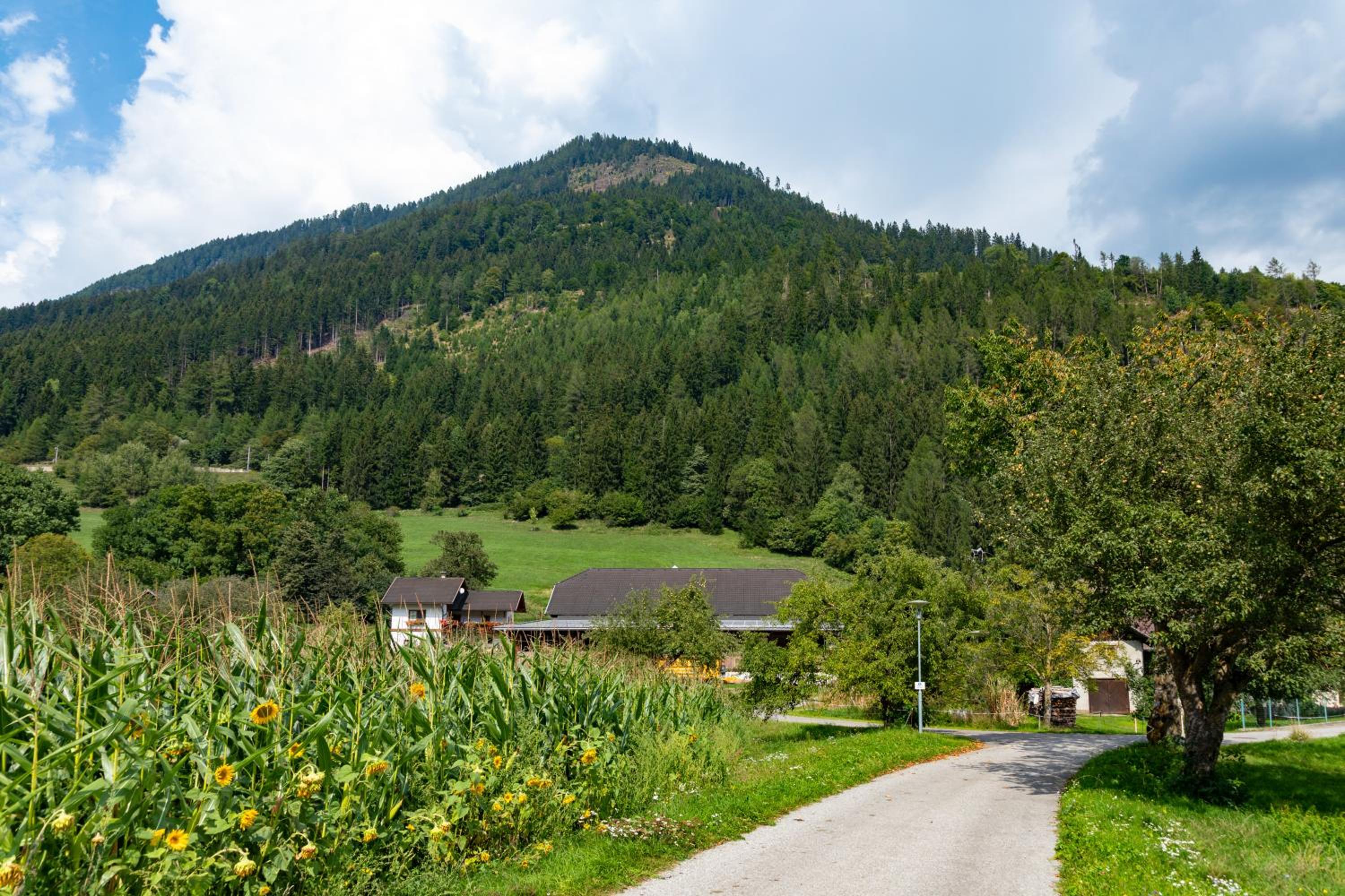 Photo 41