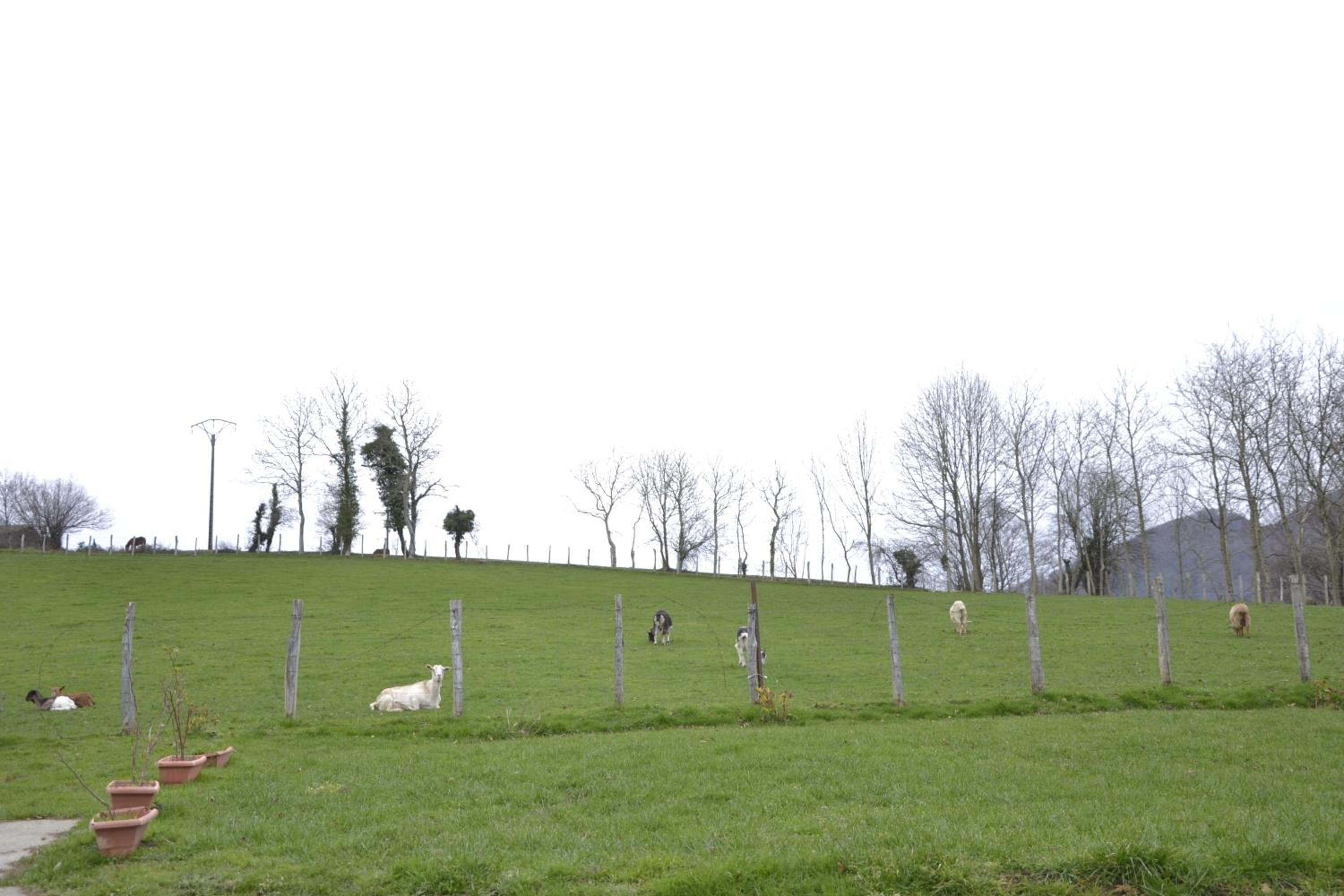 Photo 45