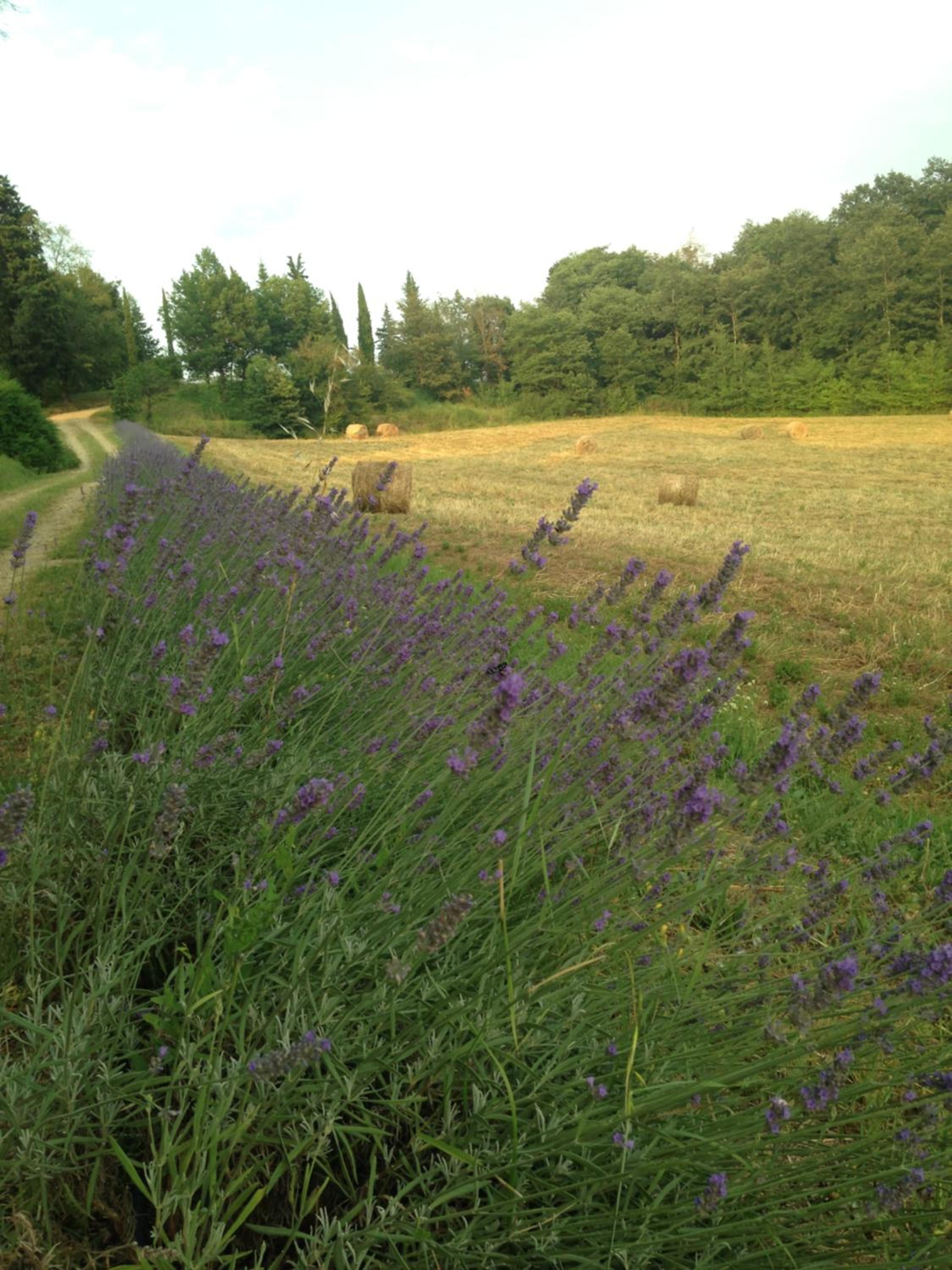 Salceta, a Tuscany Country House view 4