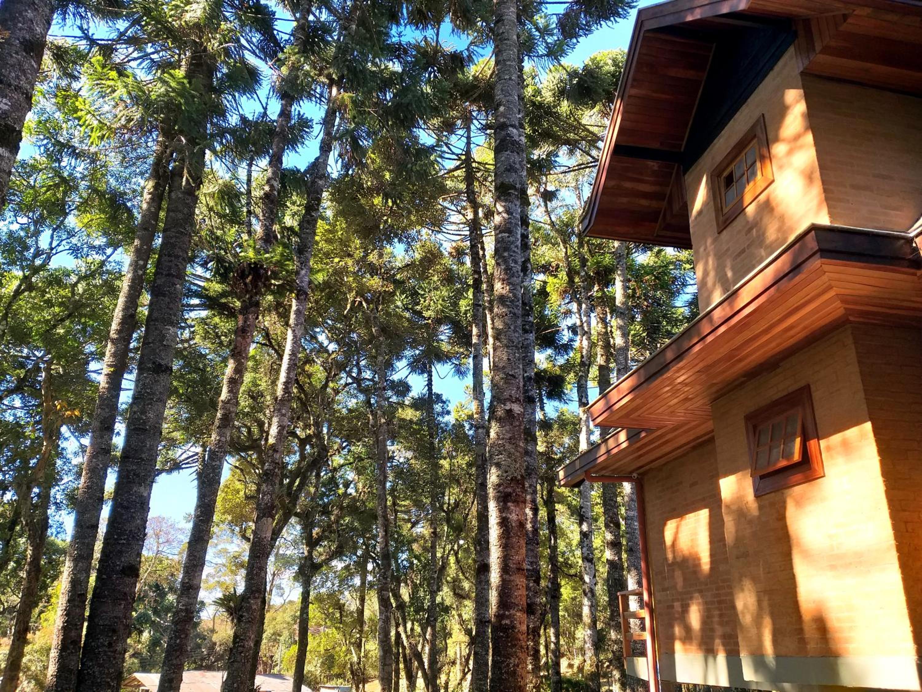 Bosque das Araucárias