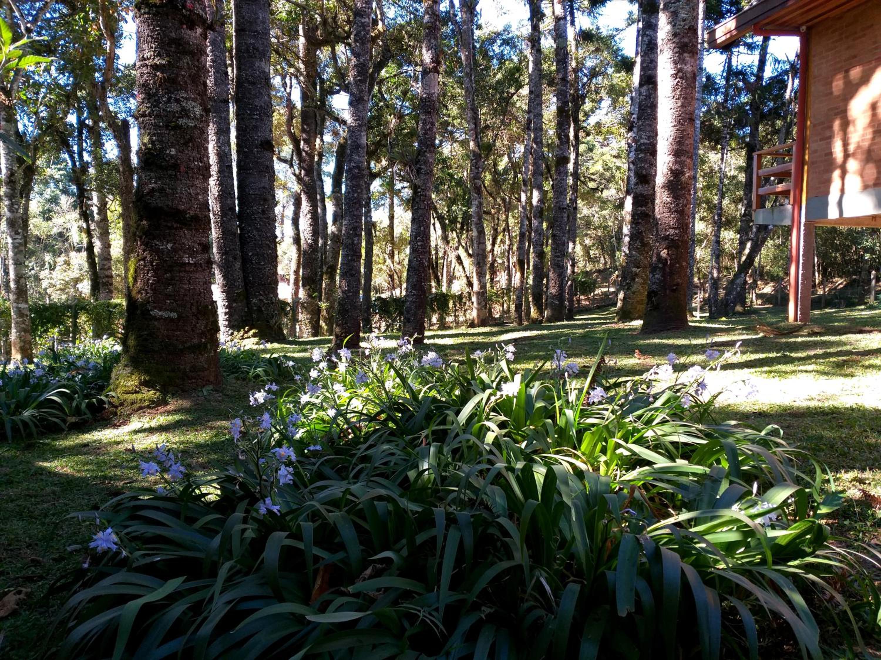 Bosque das Araucárias