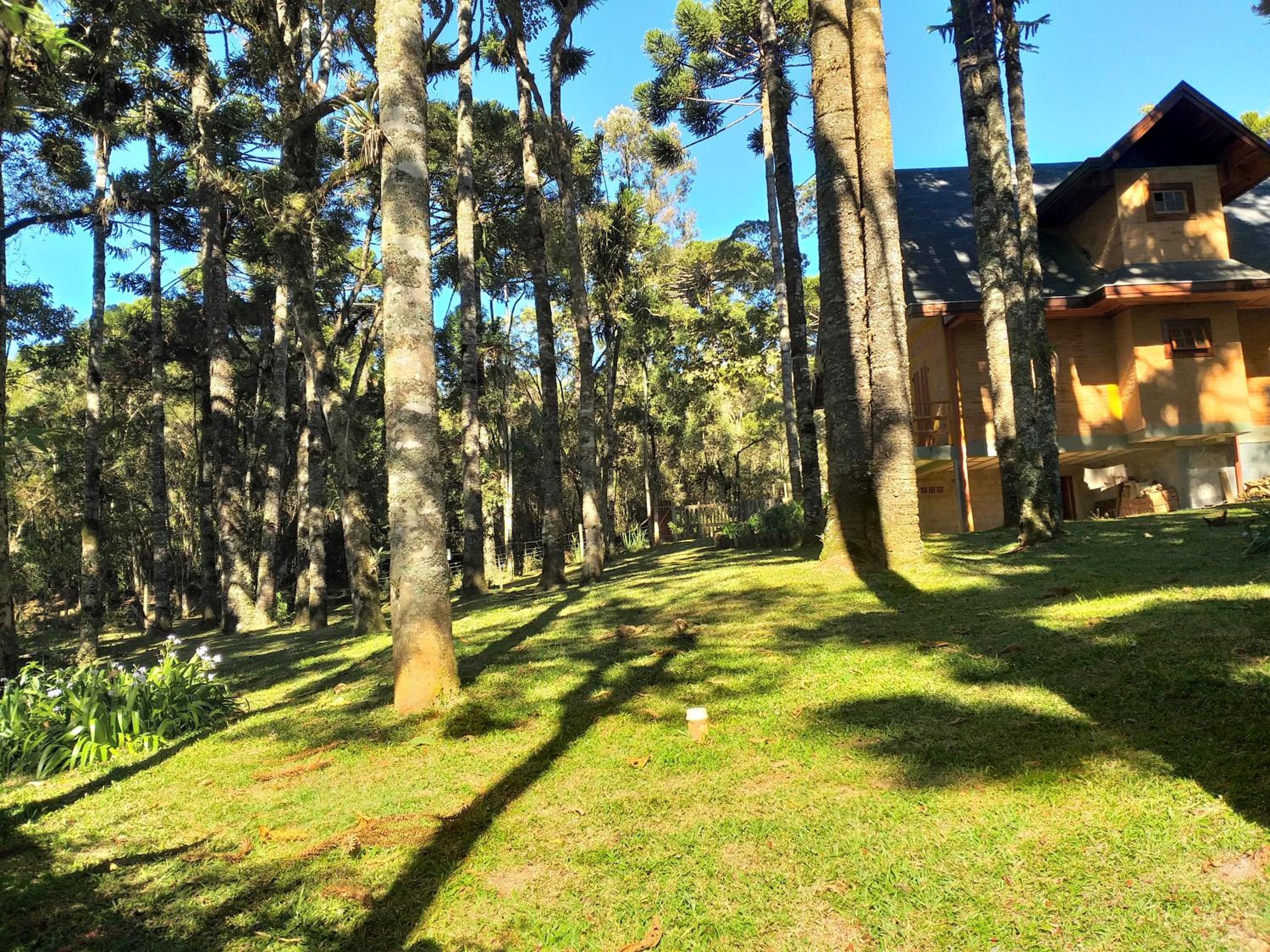 Bosque das Araucárias