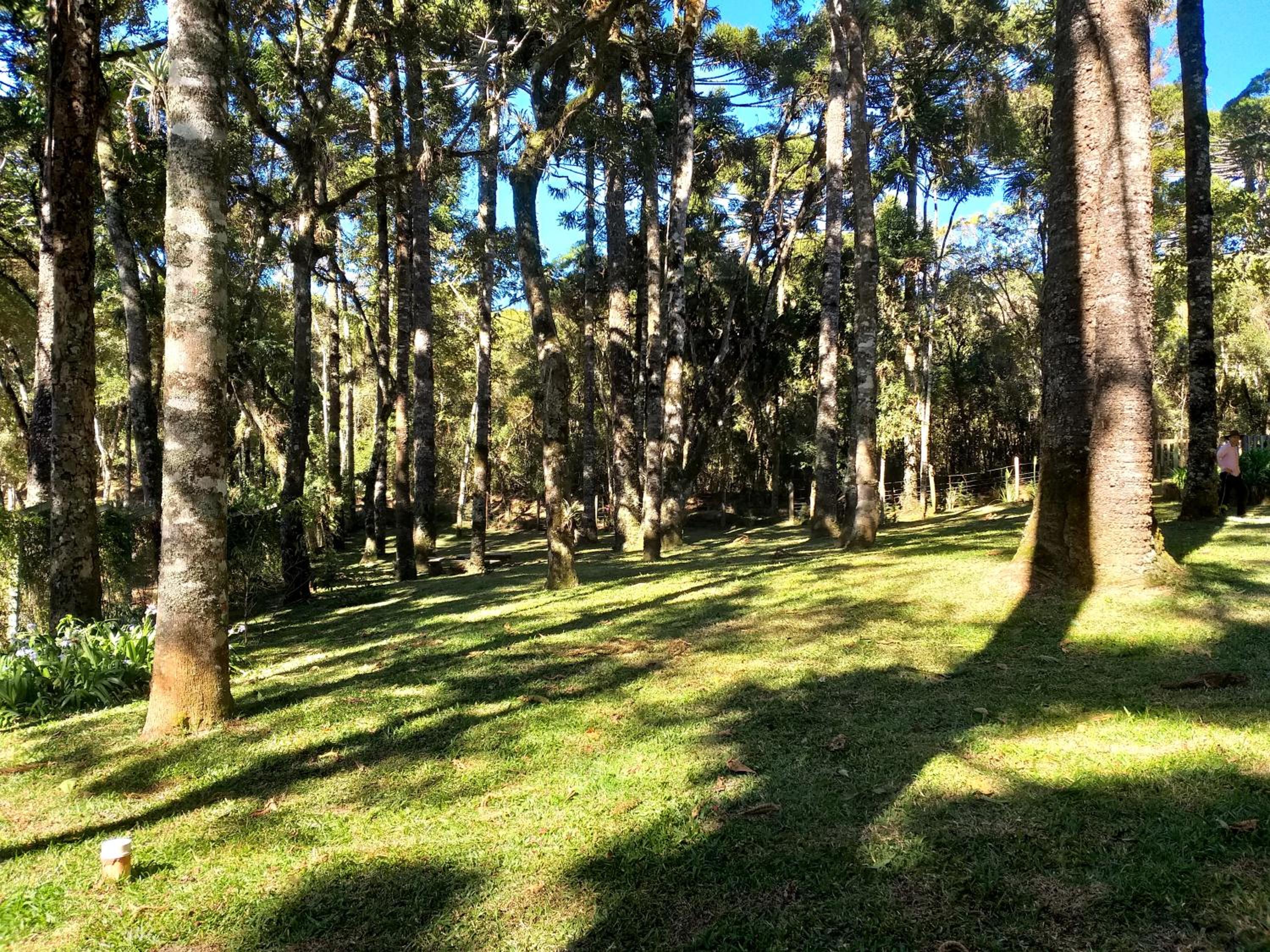 Bosque das Araucárias