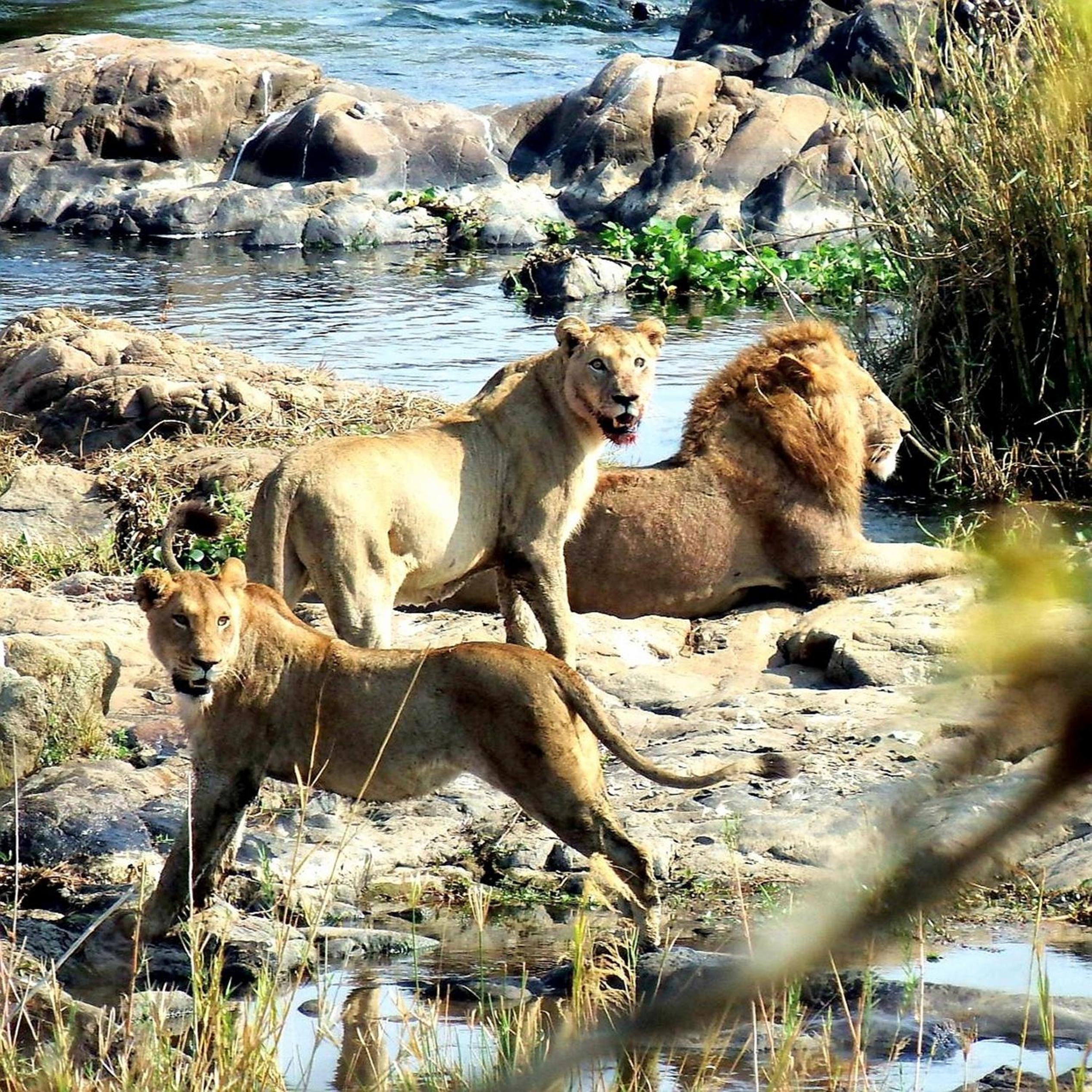 Wielewaal Bush Lodge
