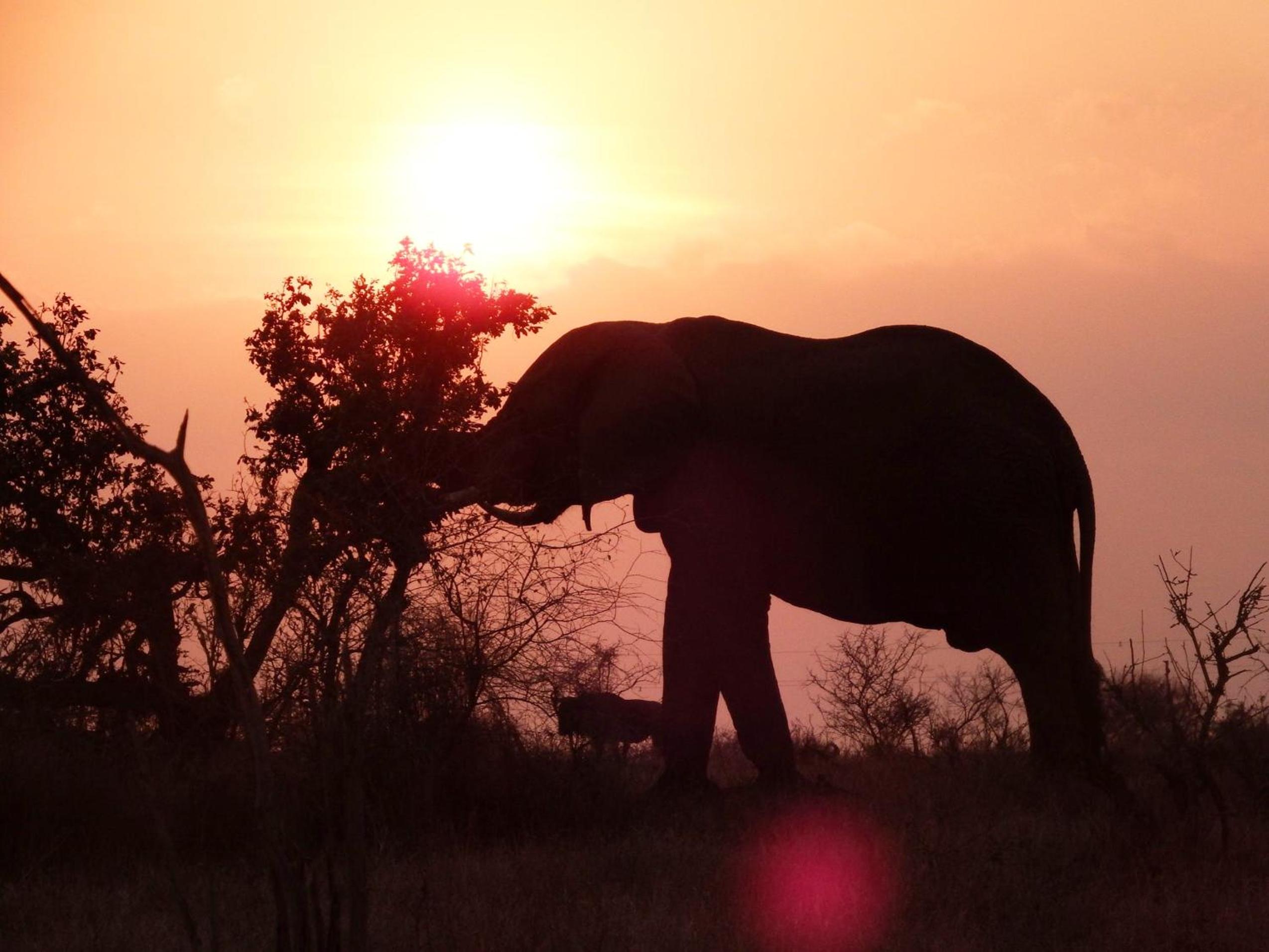 Wielewaal Bush Lodge