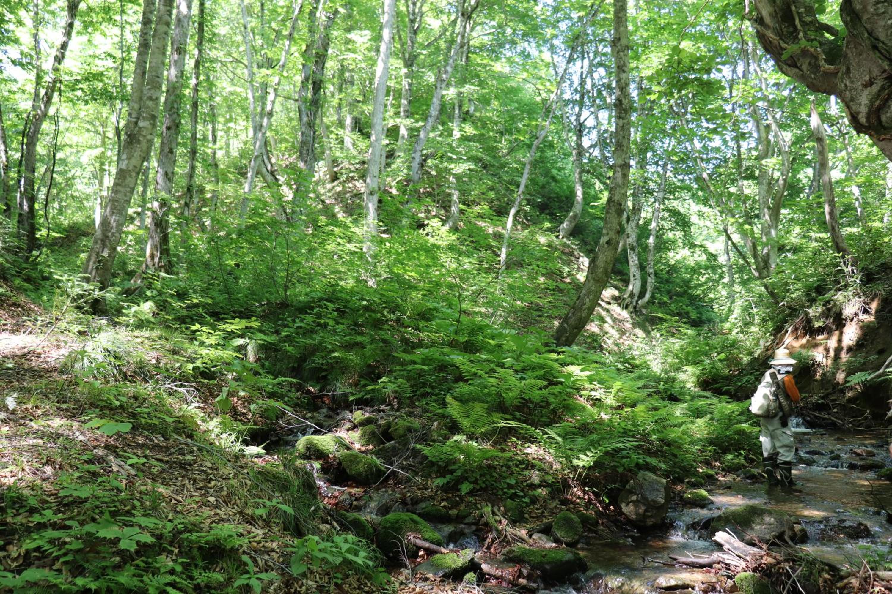 Photo 48