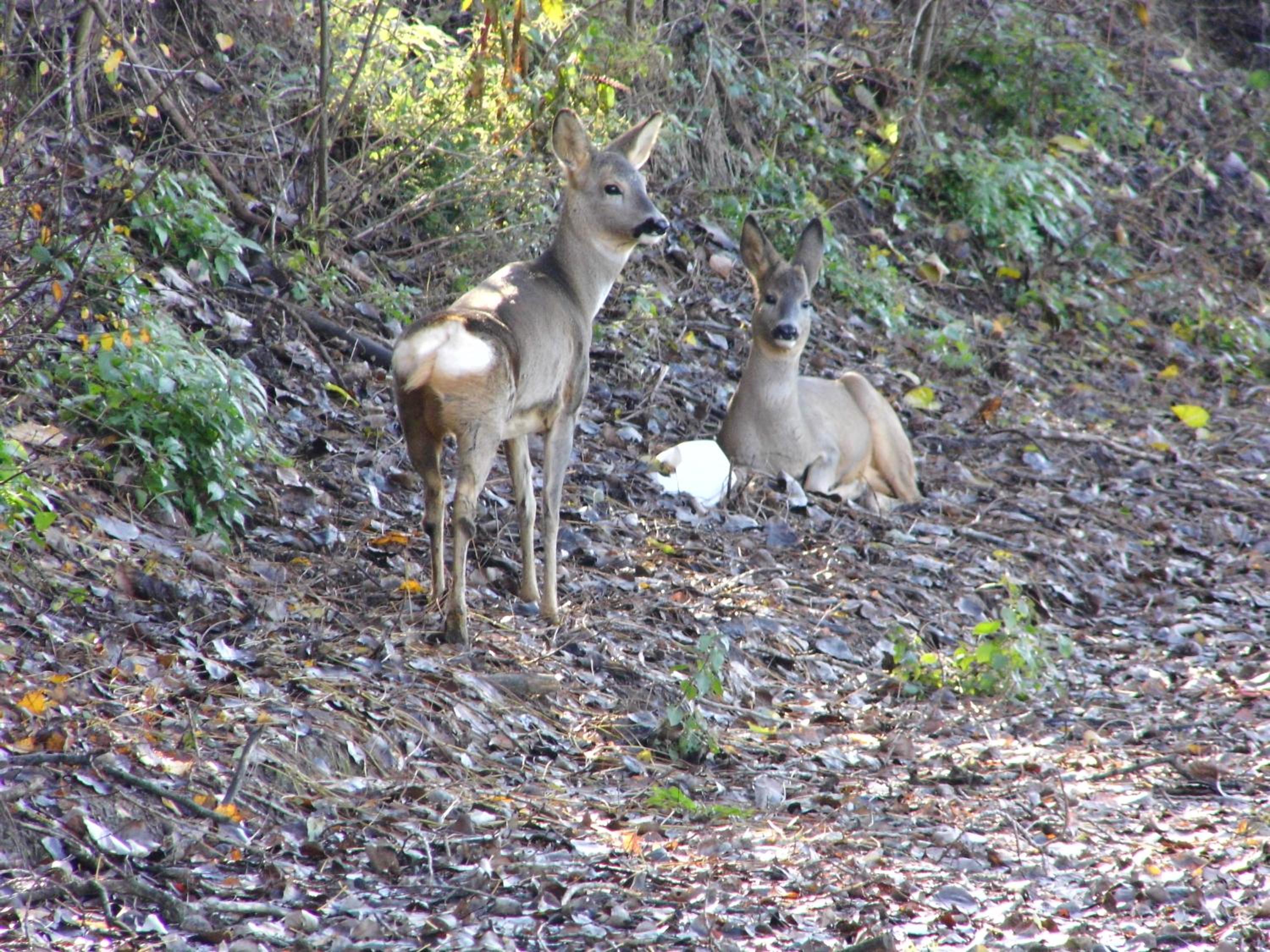 Photo 44