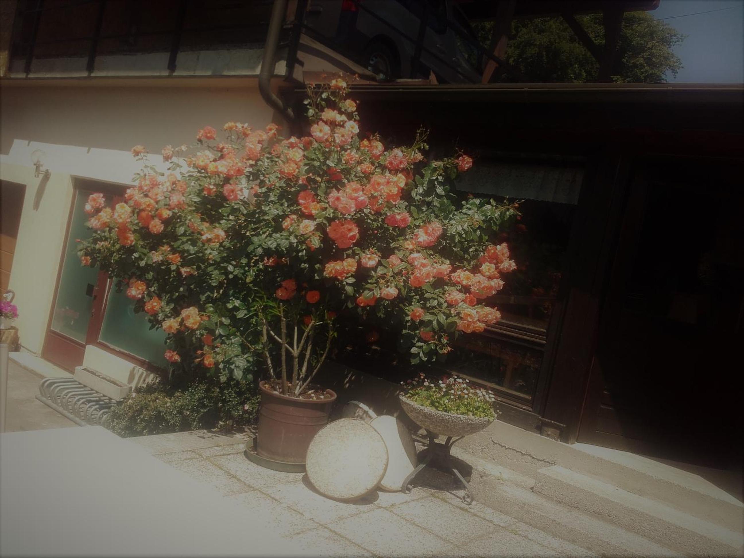 Appartement - Ferienwohnungen - Gästehaus Gabriele