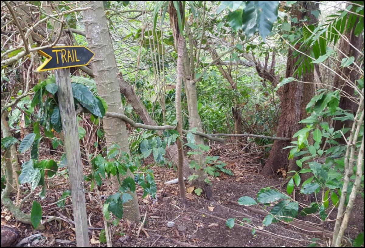 Monte Santo Y Café
