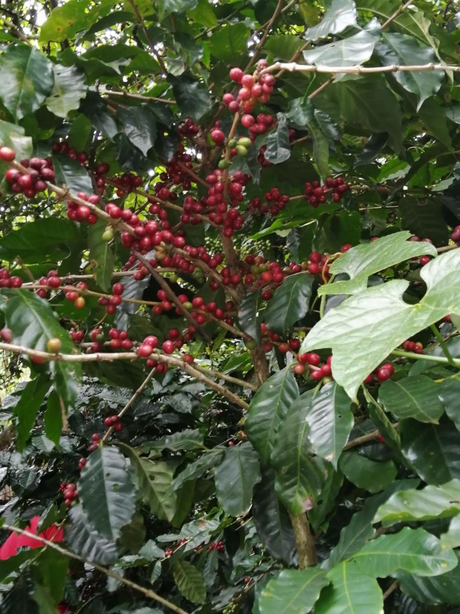 Monte Santo Y Café
