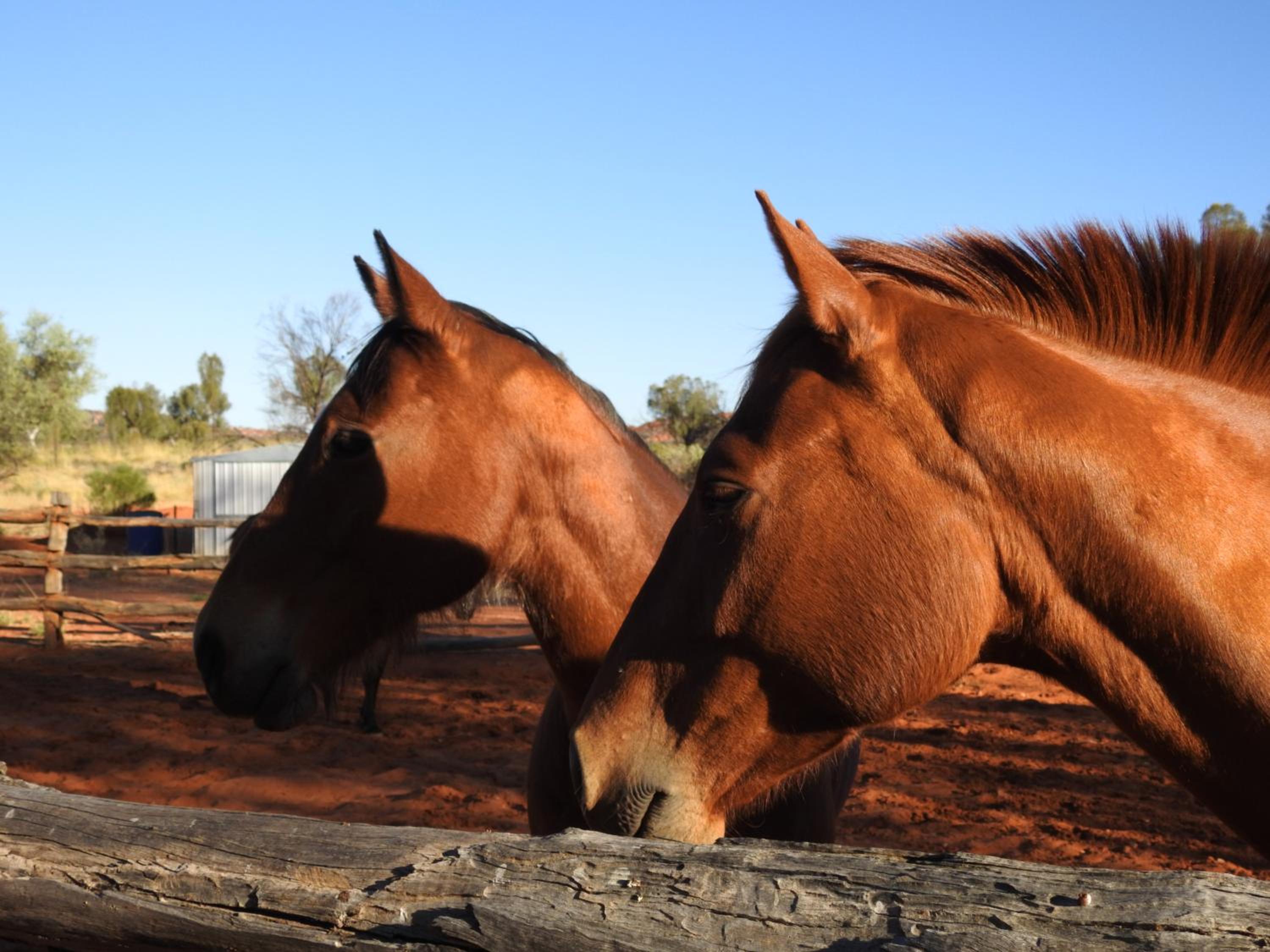 Ooraminna Homestead