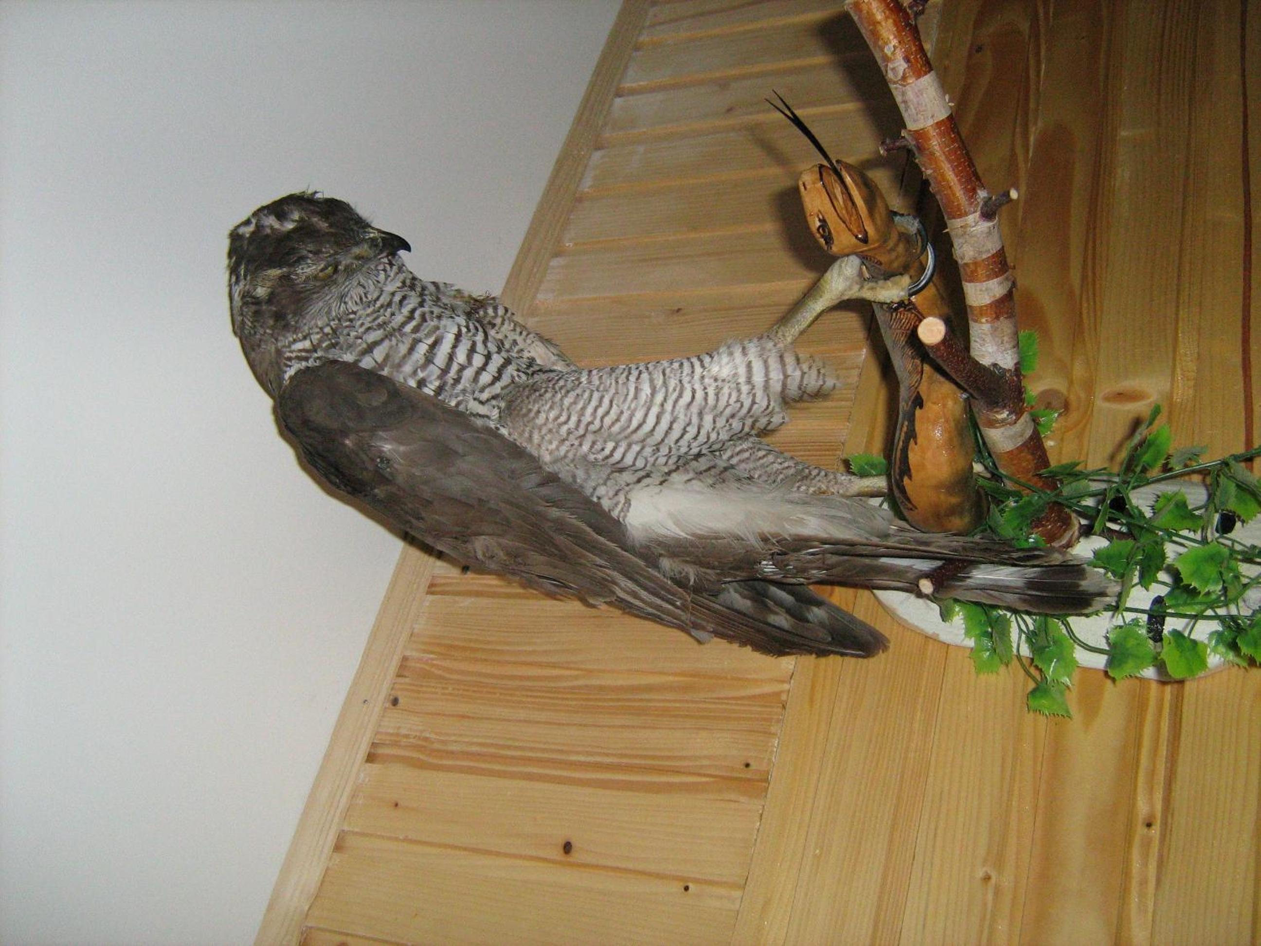 Guest House Grunyk