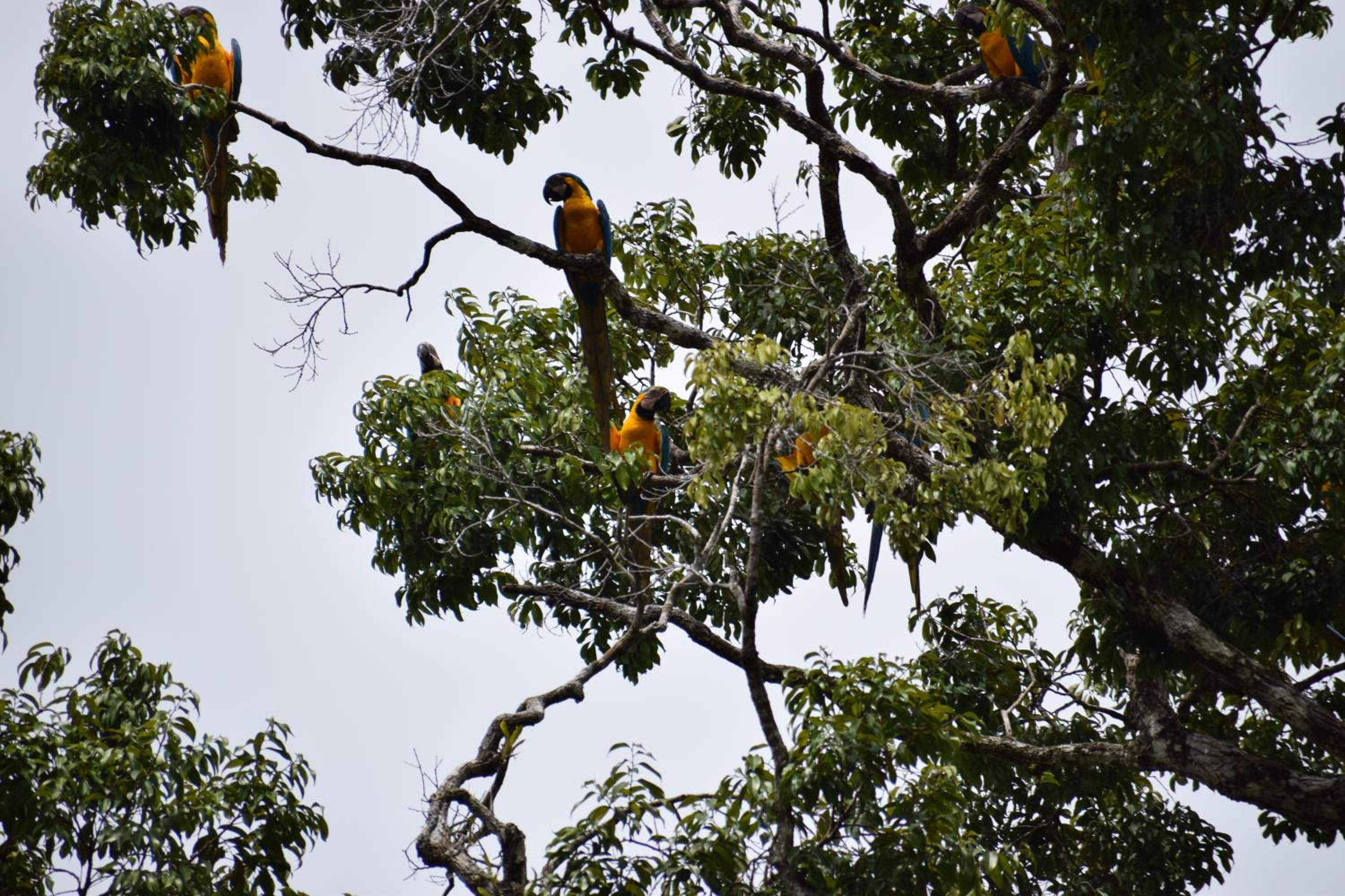 Jungle Wolf Expeditions Lodge & Tours Iquitos view 5