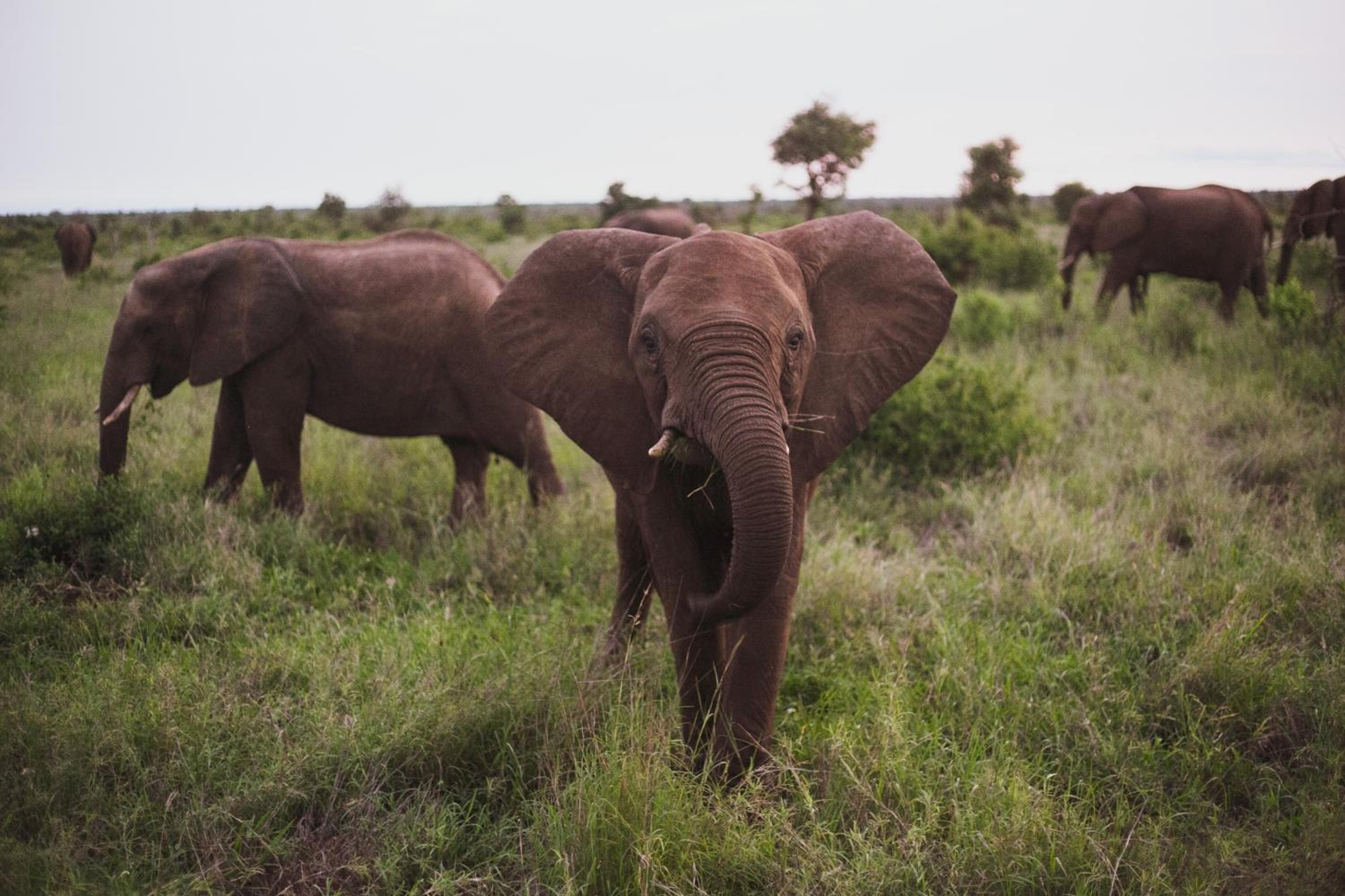 Imbube Safari Lodge