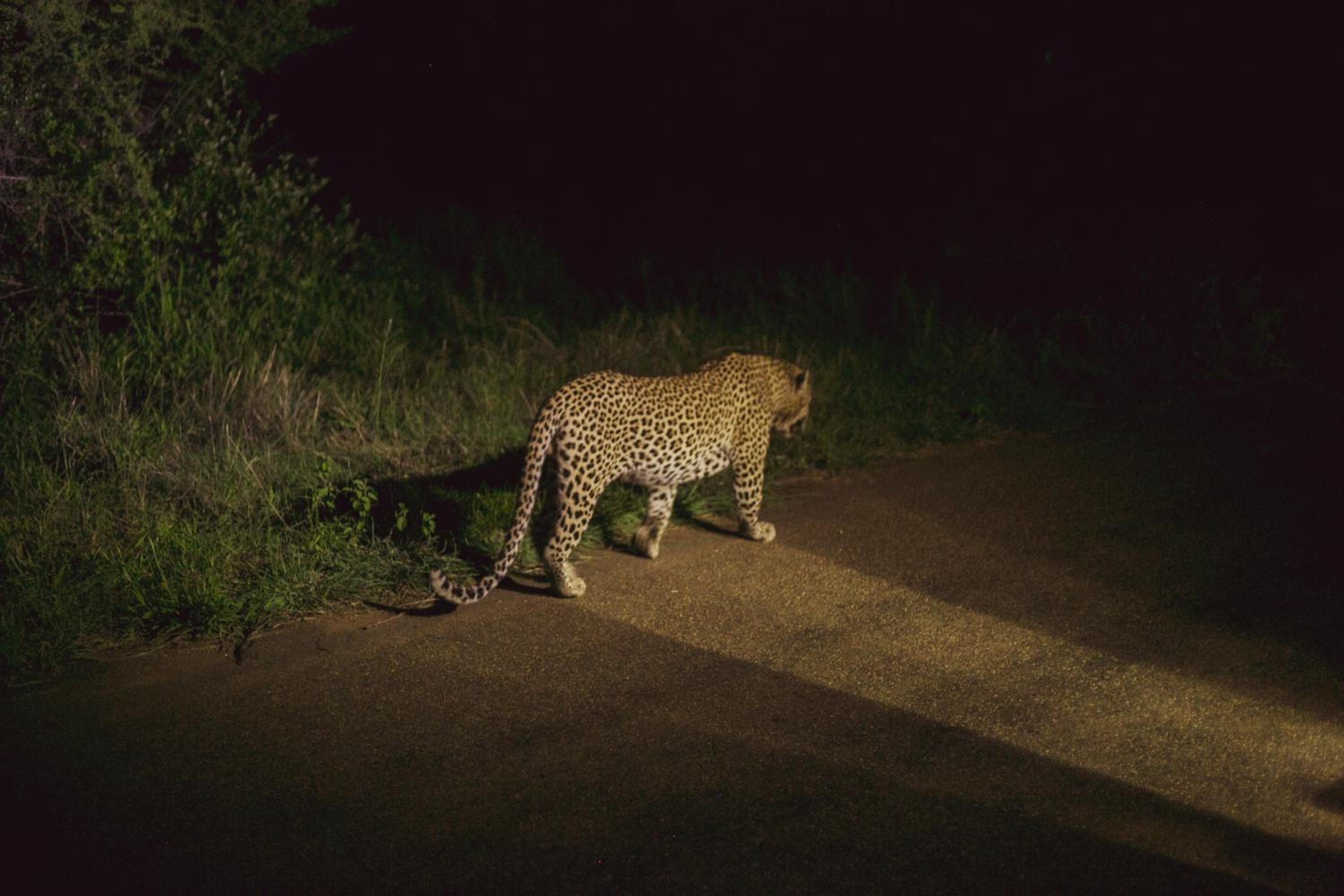 Imbube Safari Lodge