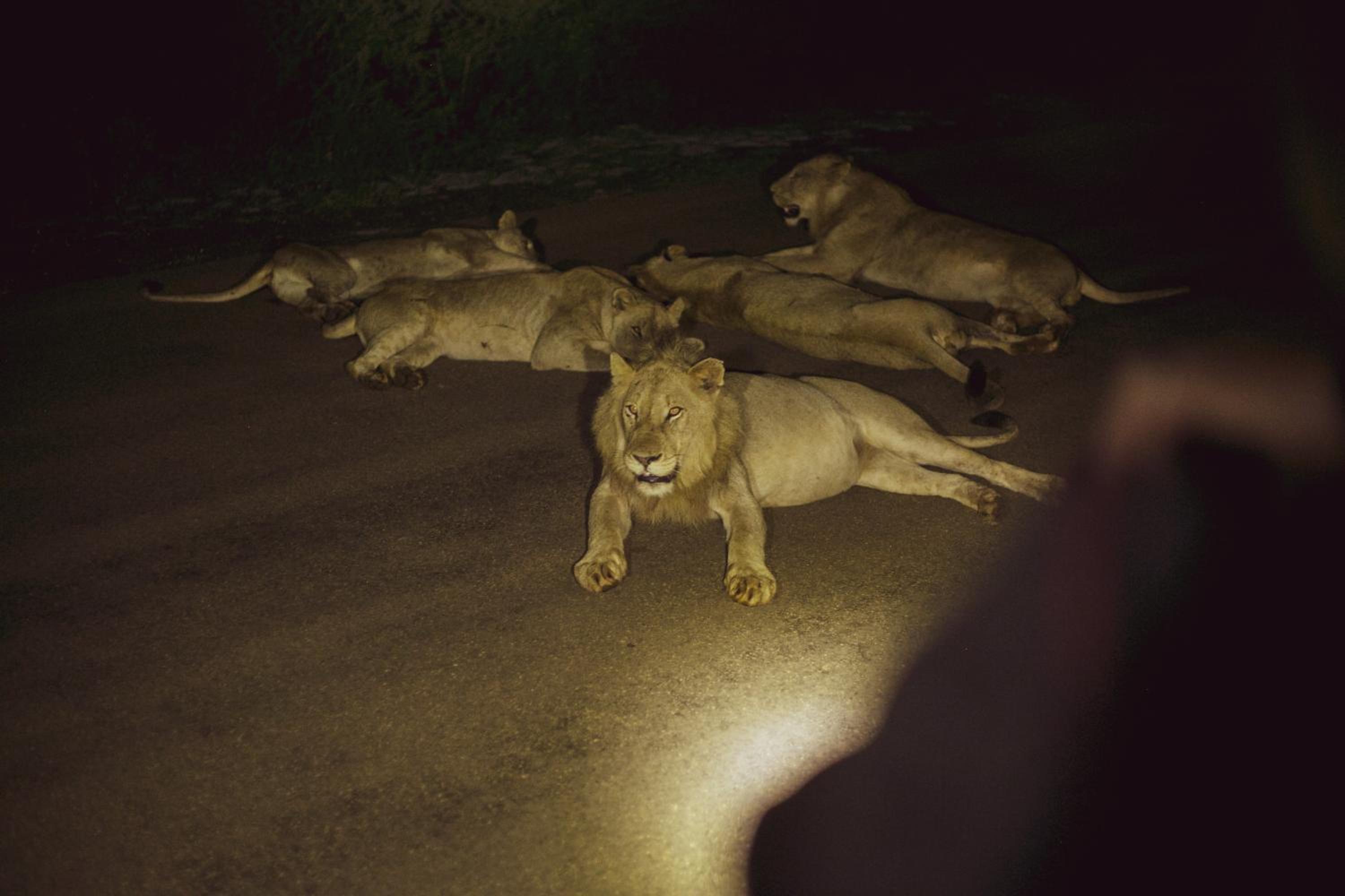 Imbube Safari Lodge