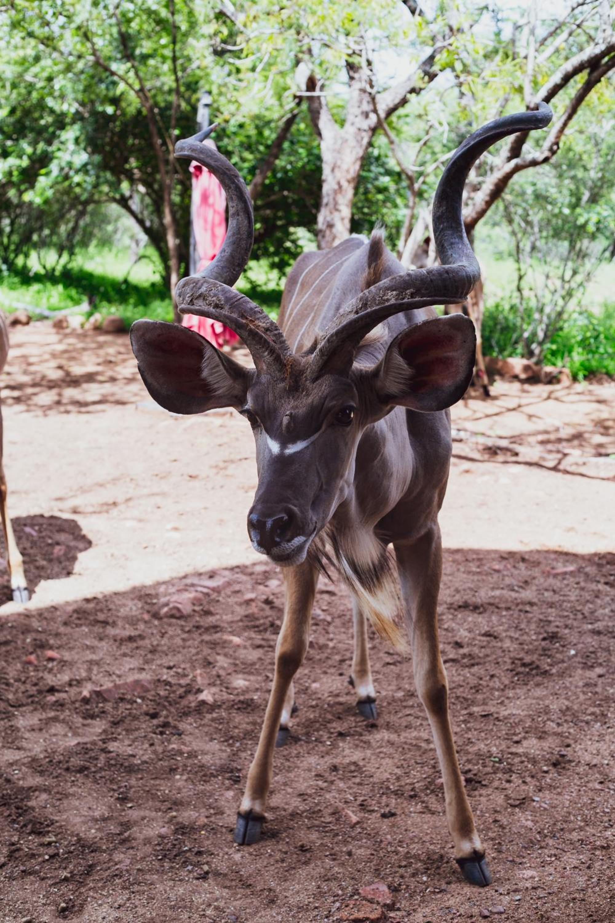 Imbube Safari Lodge