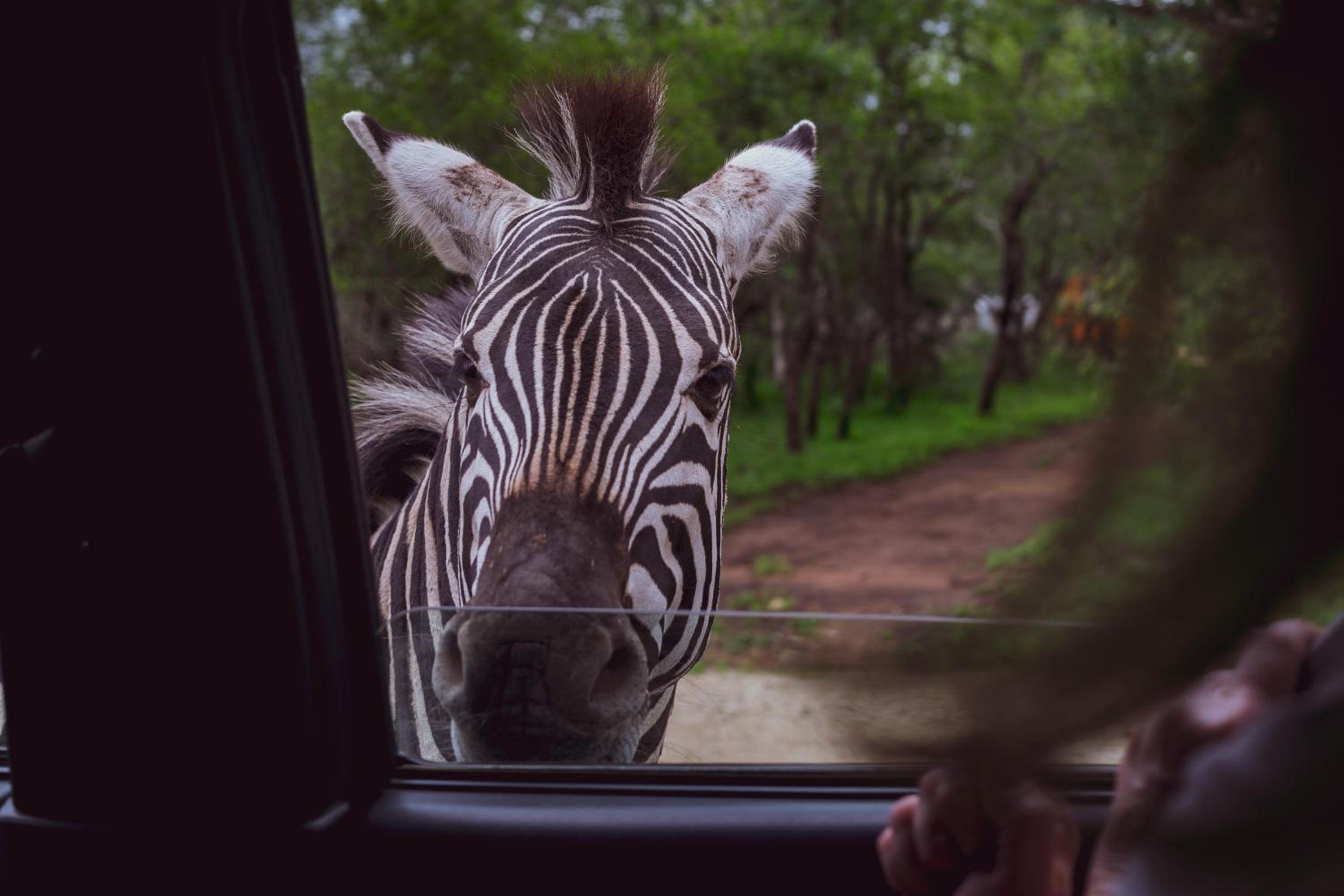 Imbube Safari Lodge