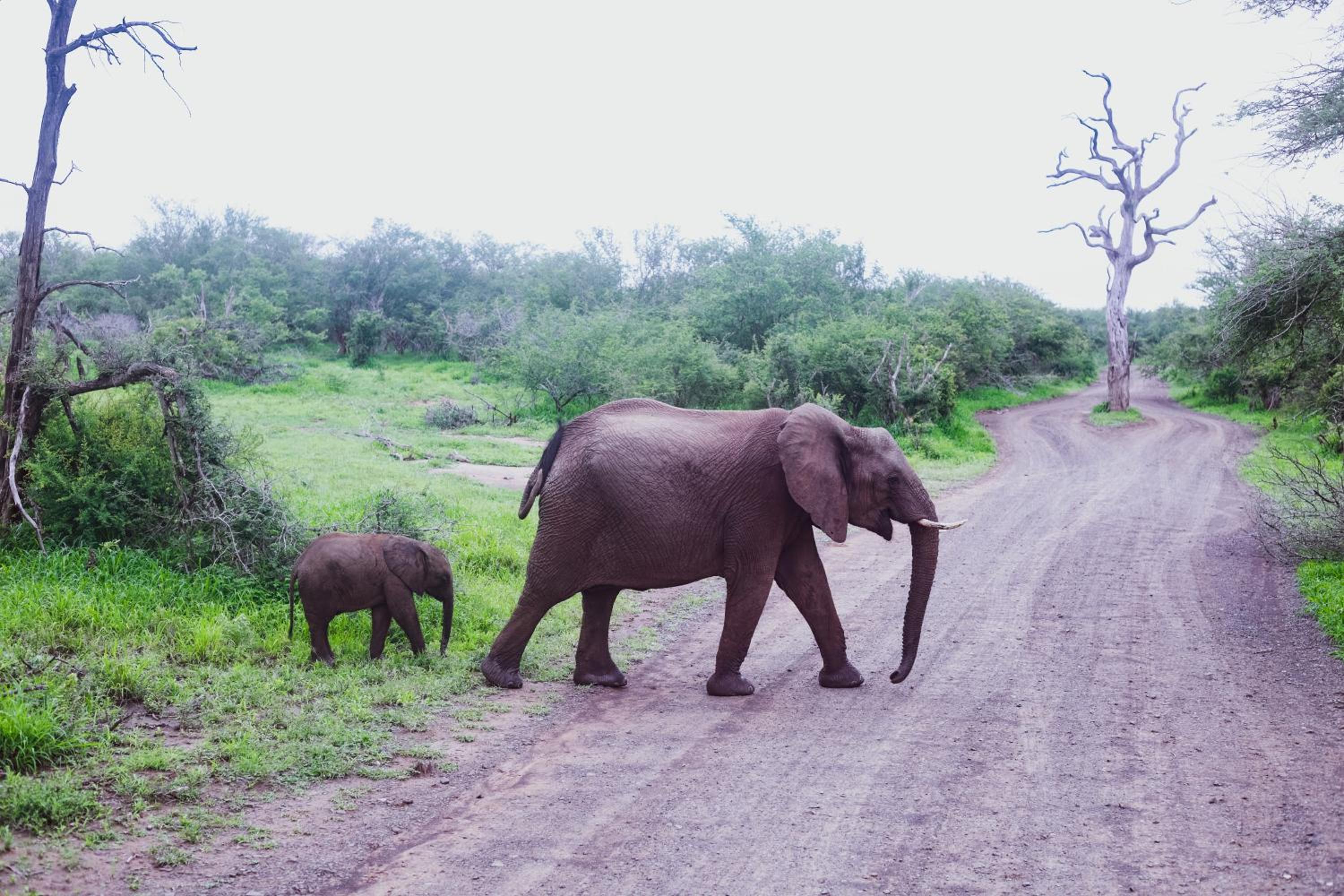 Imbube Safari Lodge