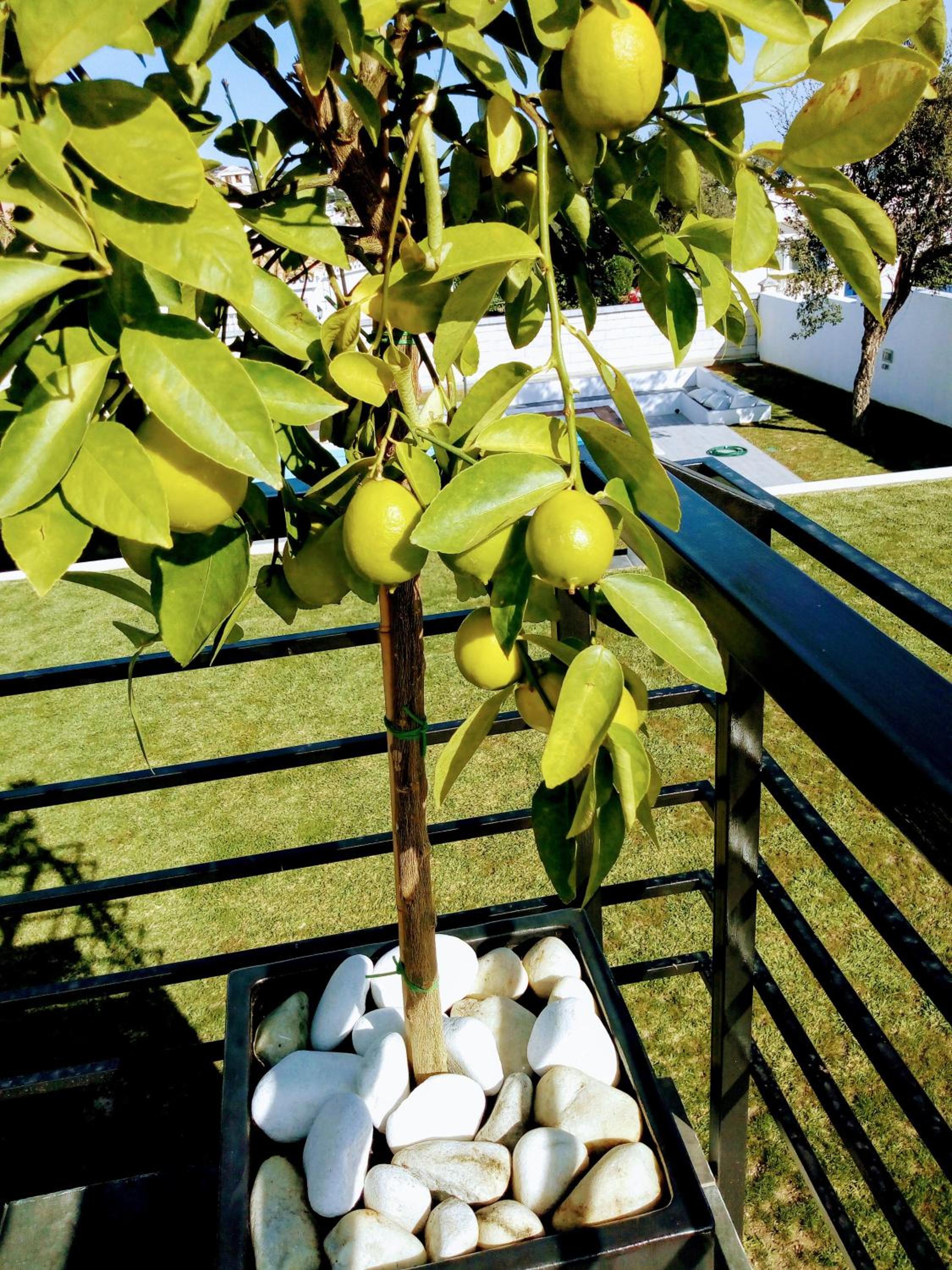 Photo 42