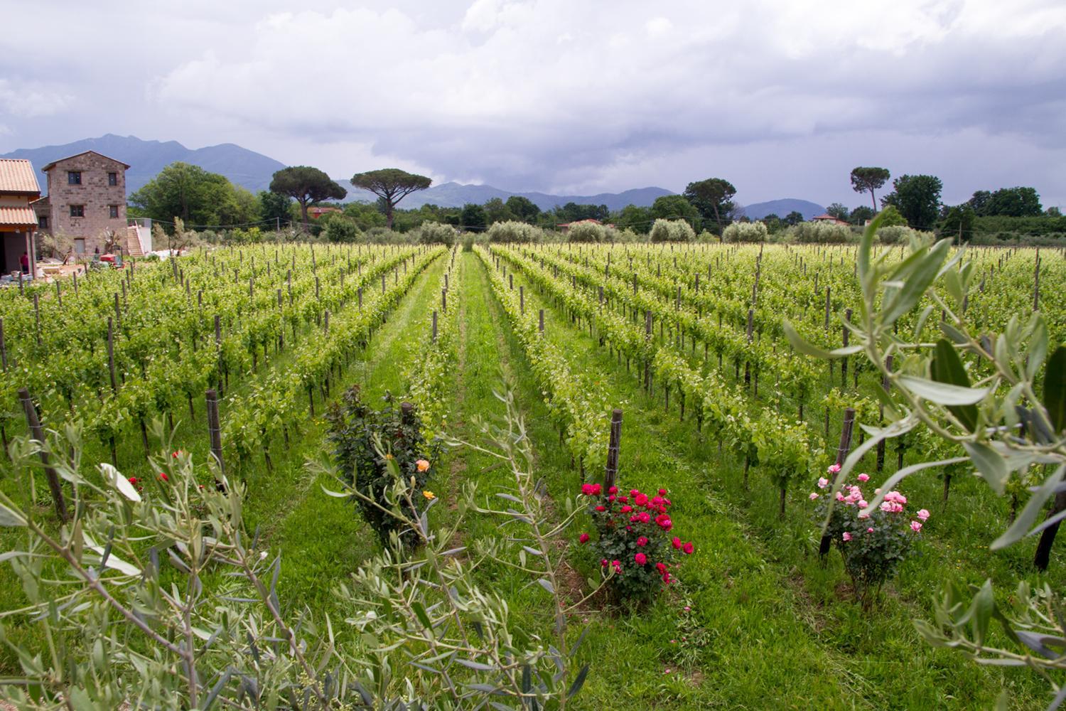 i Cacciagalli Wine Resort photo 2