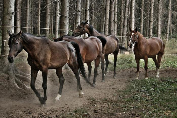 Photo 30