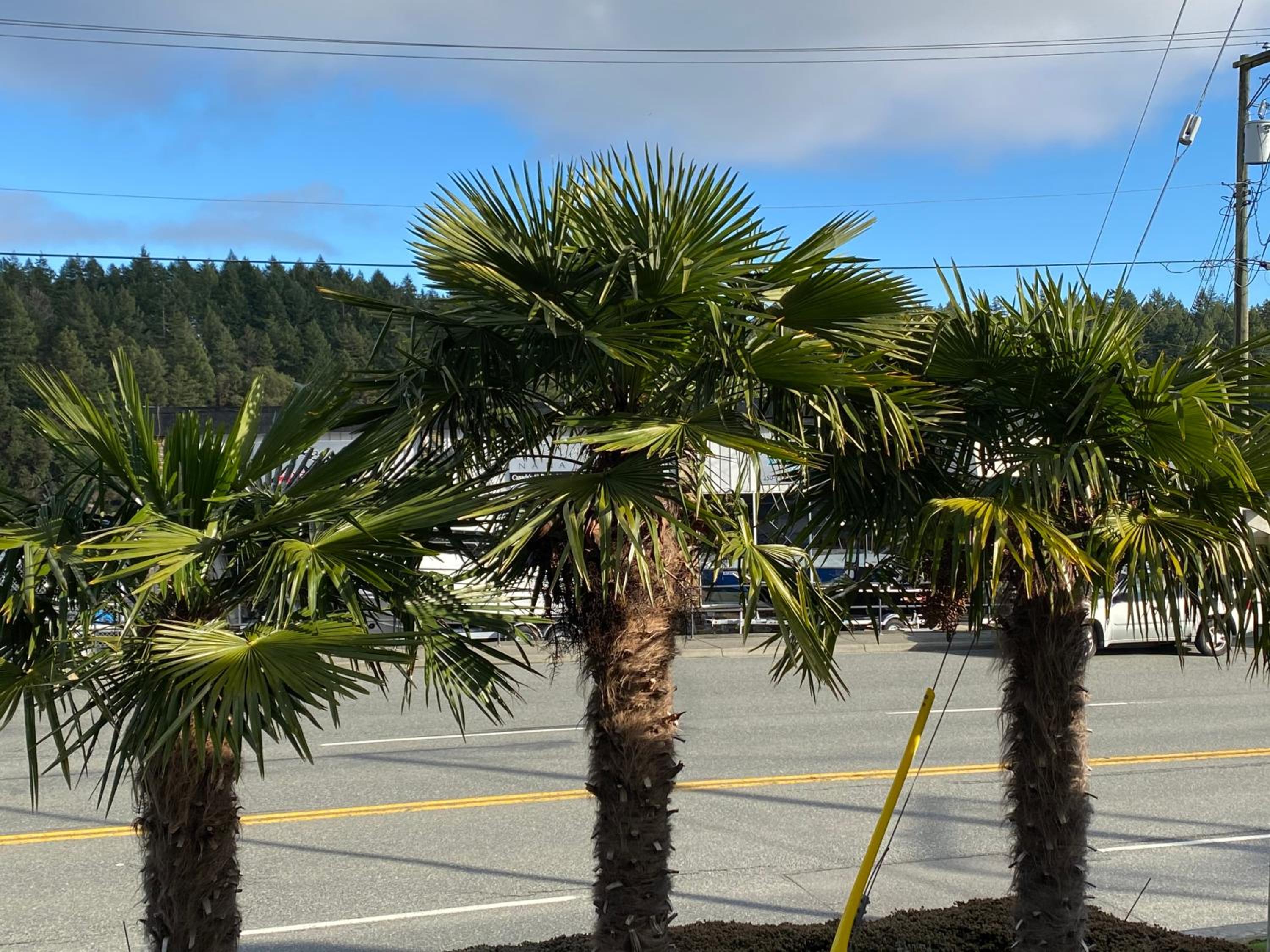 Buccaneer Inn