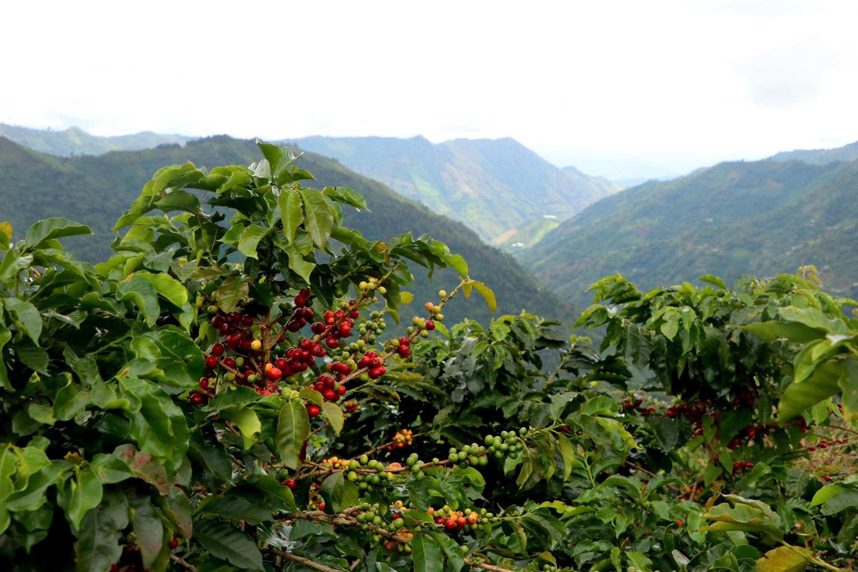 Finca La Manchuria, photo 18