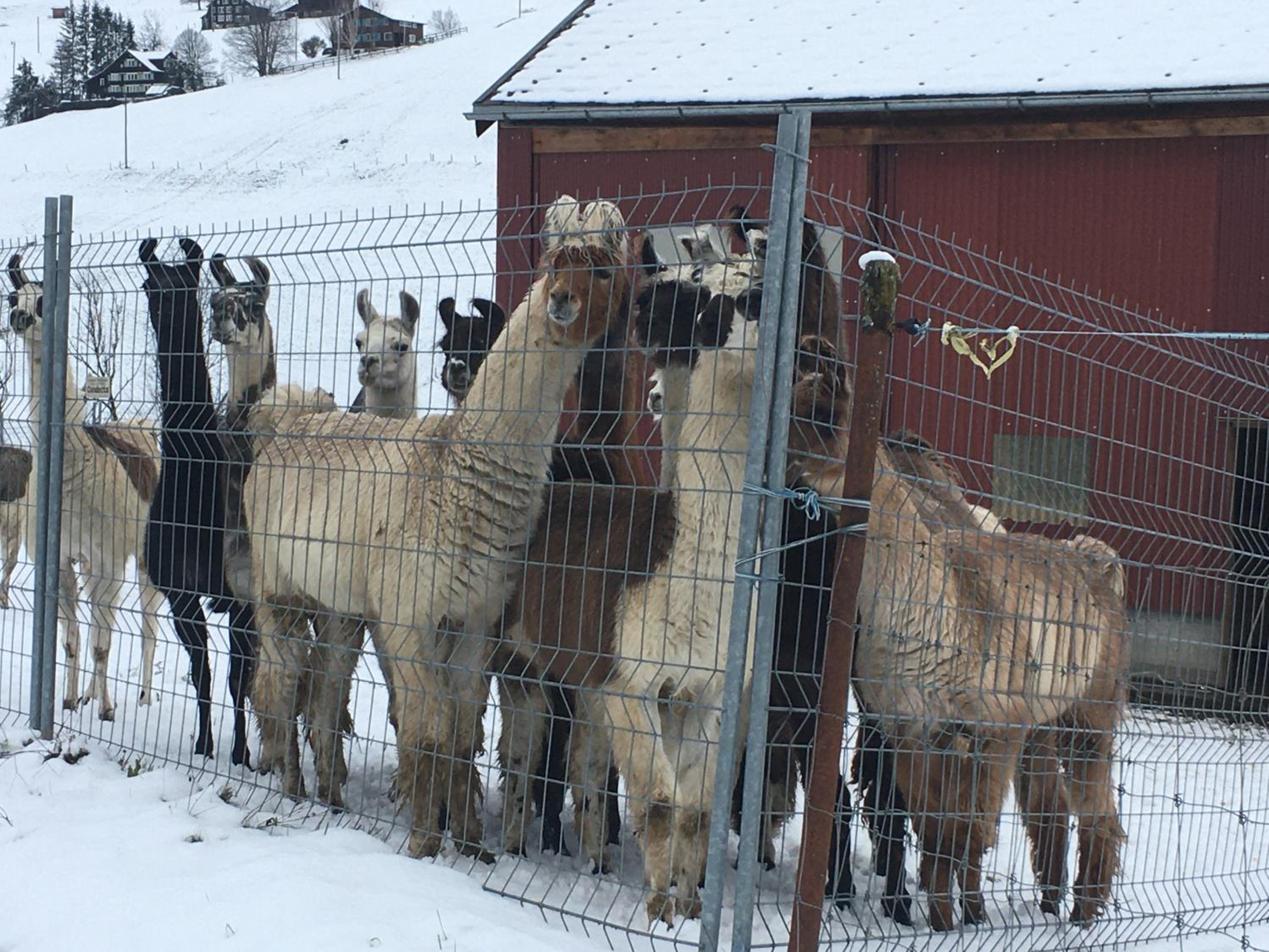 Ferienwohnung Haus am Bach in Toggenburg
